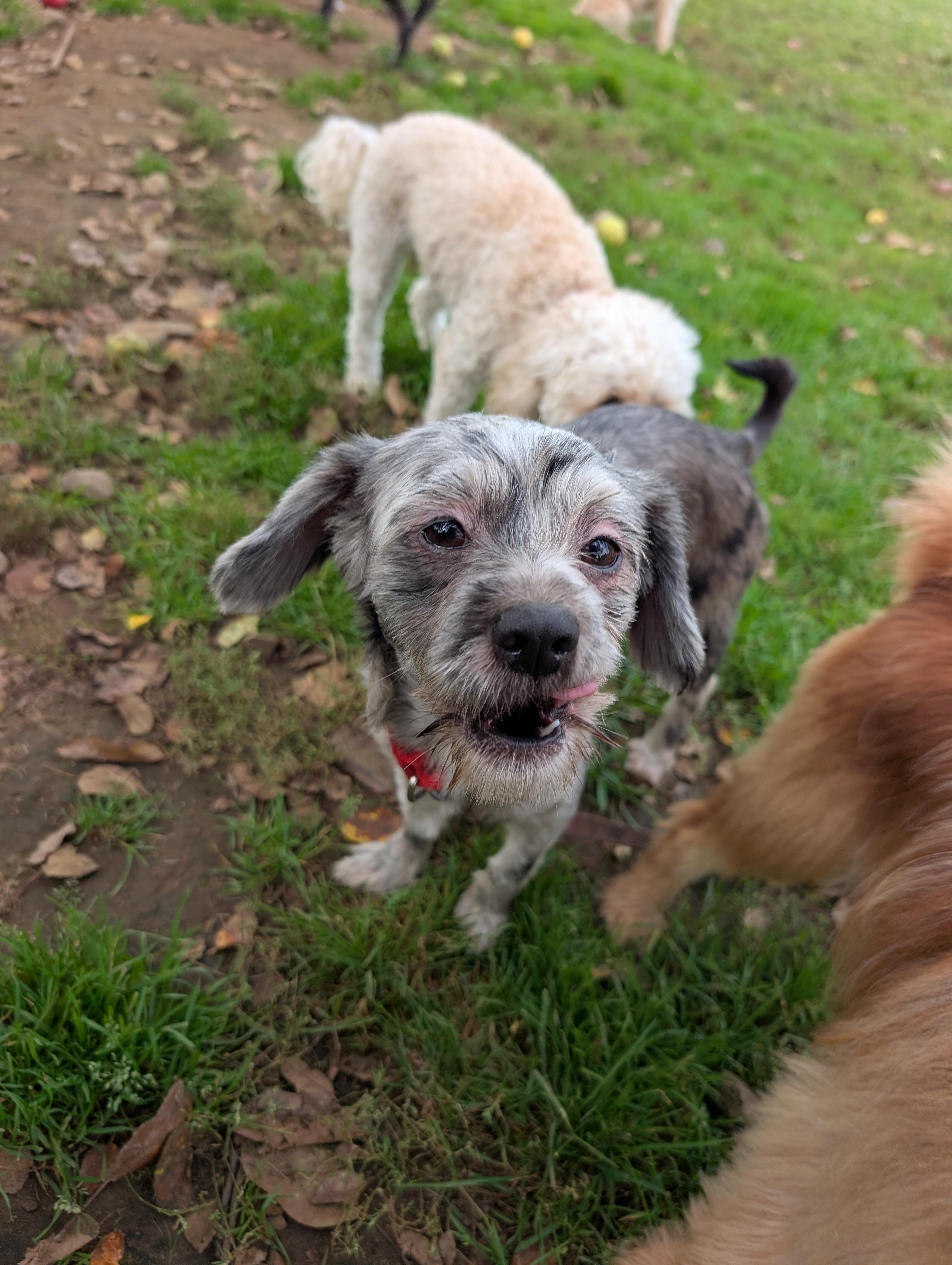 Enlarge Cesar Salad, a Adoptable mixed breed in Mansfield Center, CT image 4/6