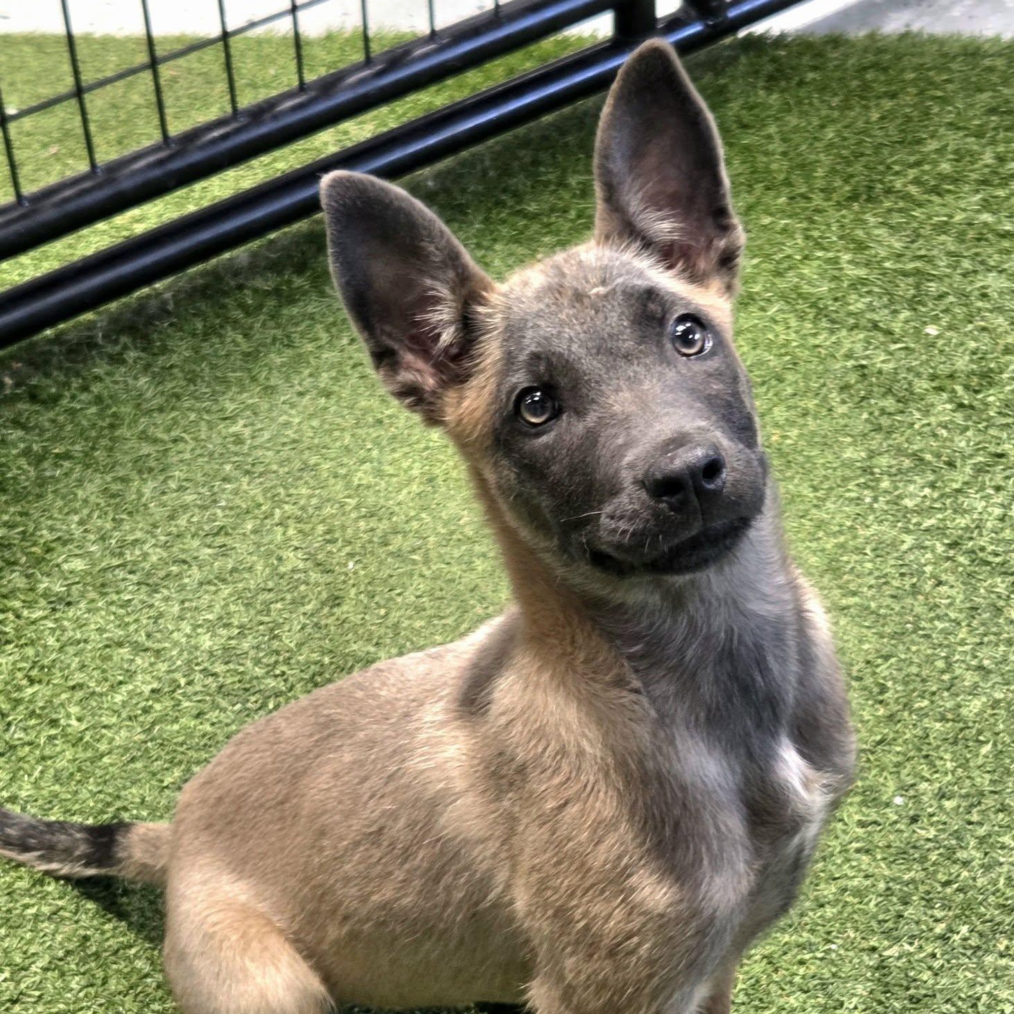 Tazzi, ADOPTABLE, Young Female Belgian Shepherd / Malinois.