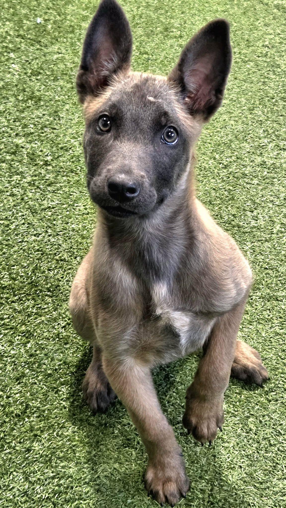 Enlarge Tazzi, a ADOPTABLE Belgian Shepherd / Malinois in Racine, WI image 3/4