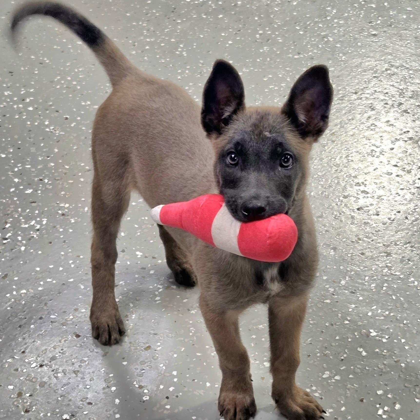 Enlarge Tazzi, a ADOPTABLE Belgian Shepherd / Malinois in Racine, WI image 4/4