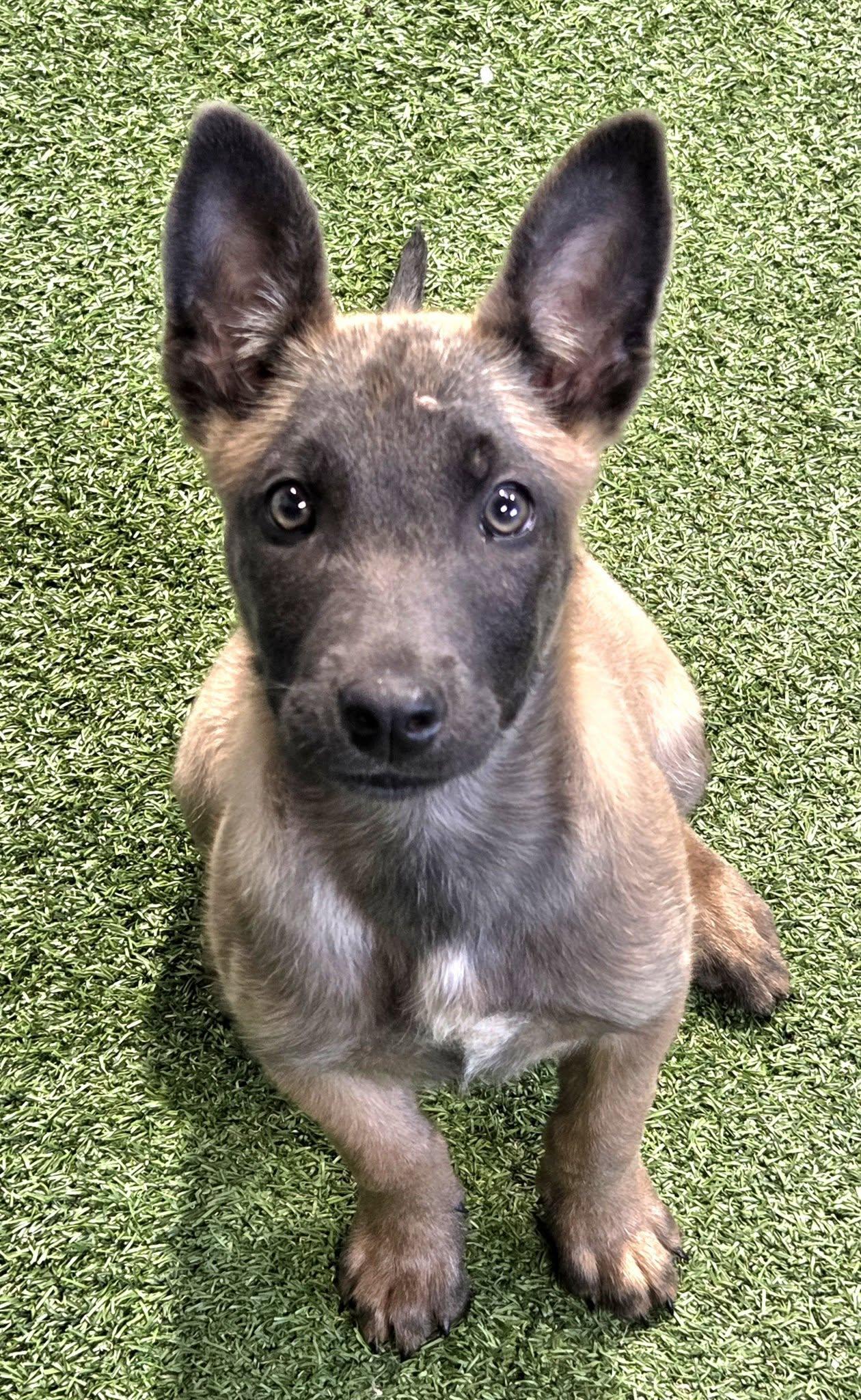 Enlarge Tazzi, a ADOPTABLE Belgian Shepherd / Malinois in Racine, WI image 2/4