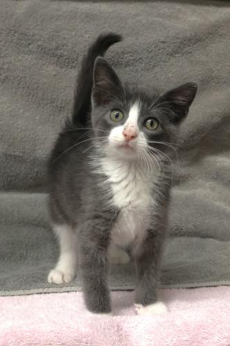 Worm, Adoptable, Kitten Male Domestic Short Hair.