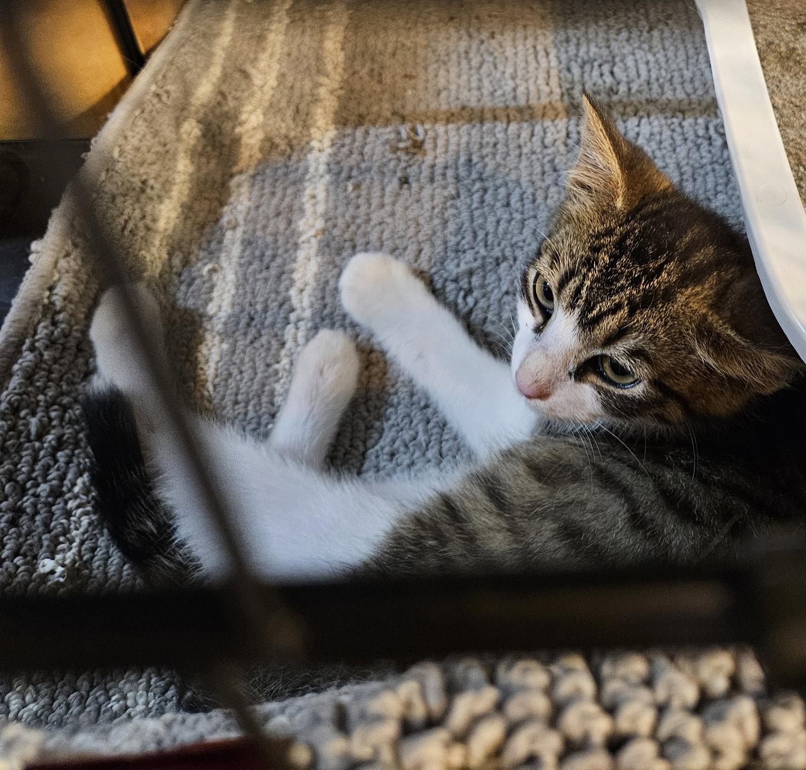 Enlarge Rev, a Adoptable Domestic Medium Hair in Blairsville, GA image 2/2