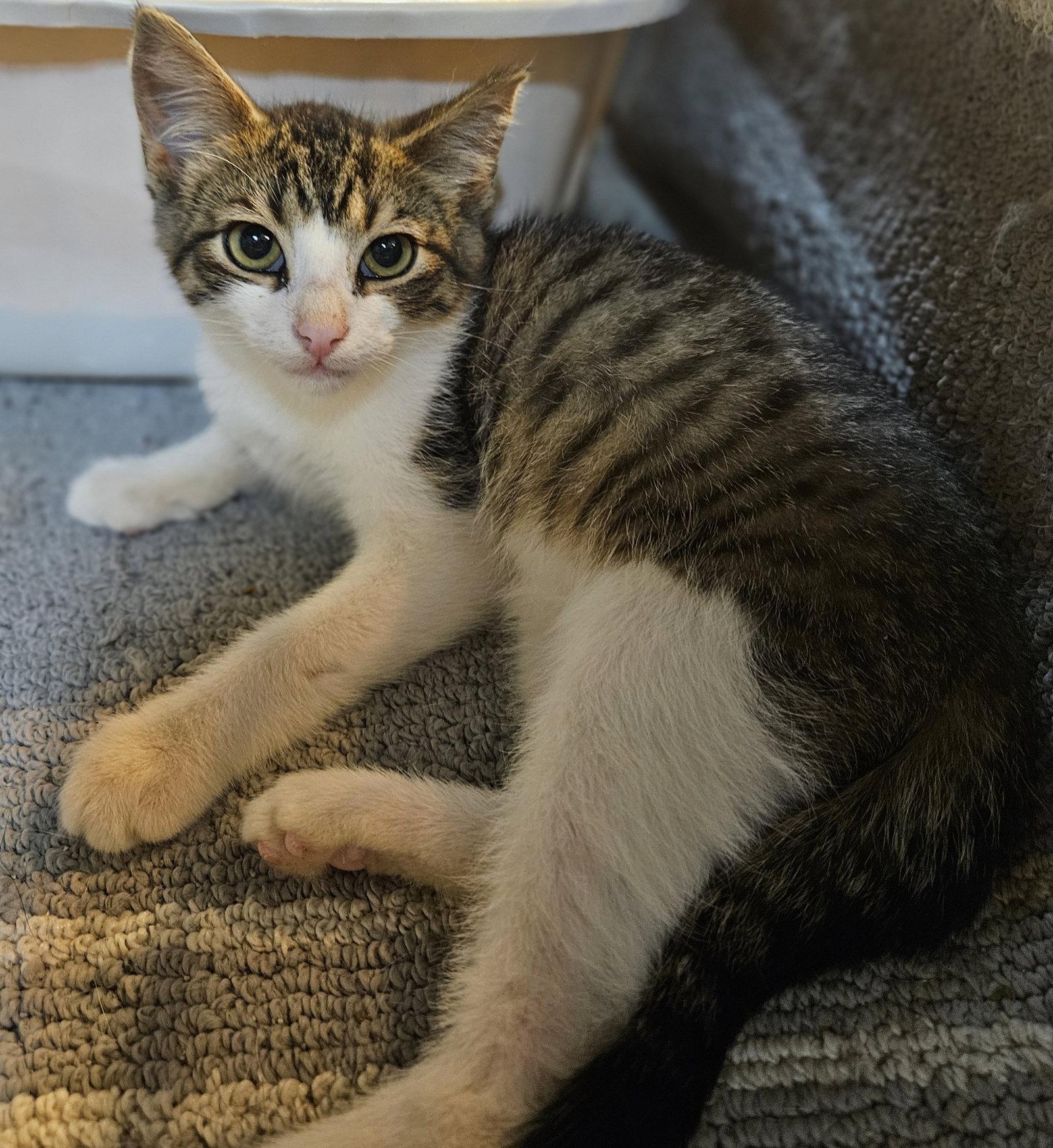 Enlarge Rev, a Adoptable Domestic Medium Hair in Blairsville, GA image 1/2