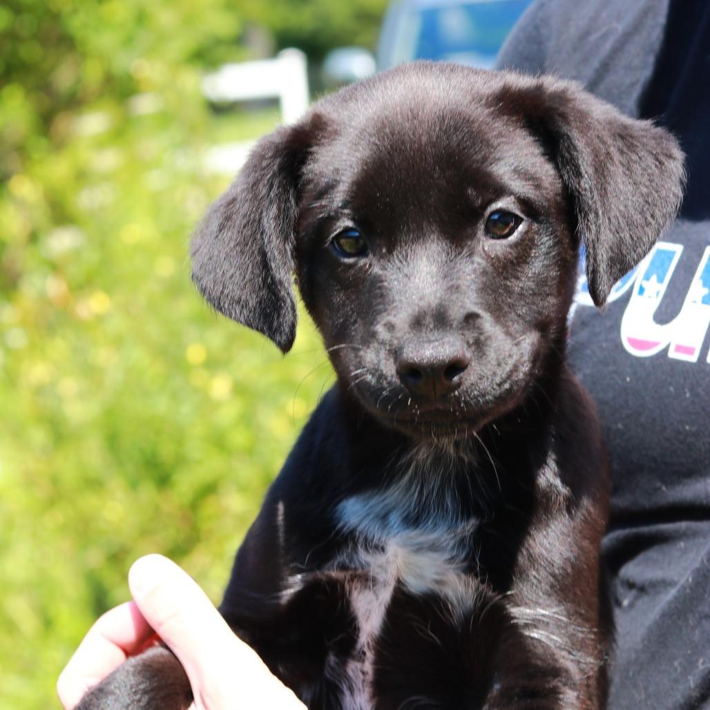 Enlarge CT Bond, a Adoptable mixed breed in Eastford, CT image 1/3