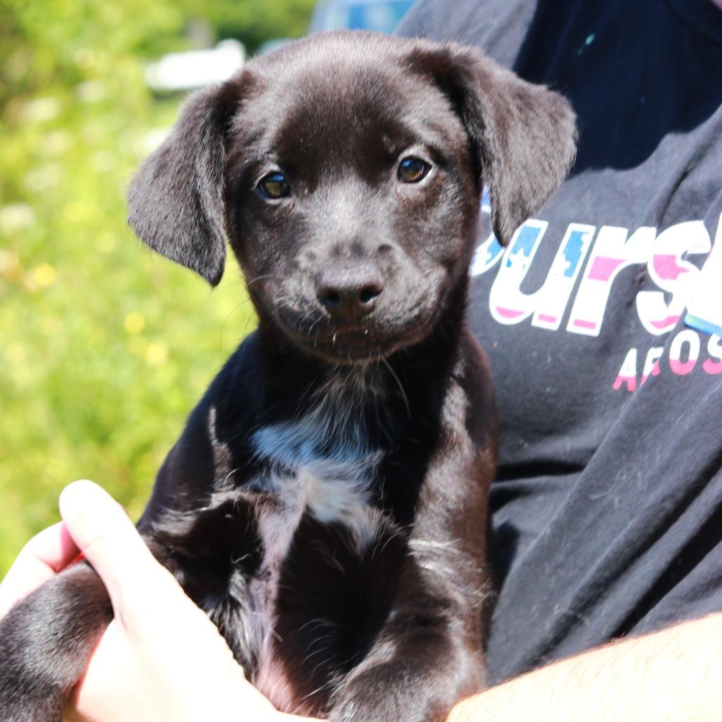 Enlarge CT Bond, a Adoptable mixed breed in Eastford, CT image 2/3