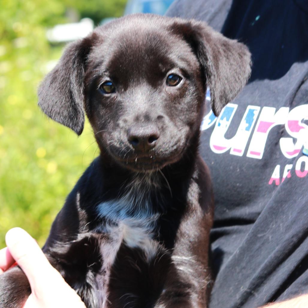 Enlarge CT Bond, a Adoptable mixed breed in Eastford, CT image 3/3