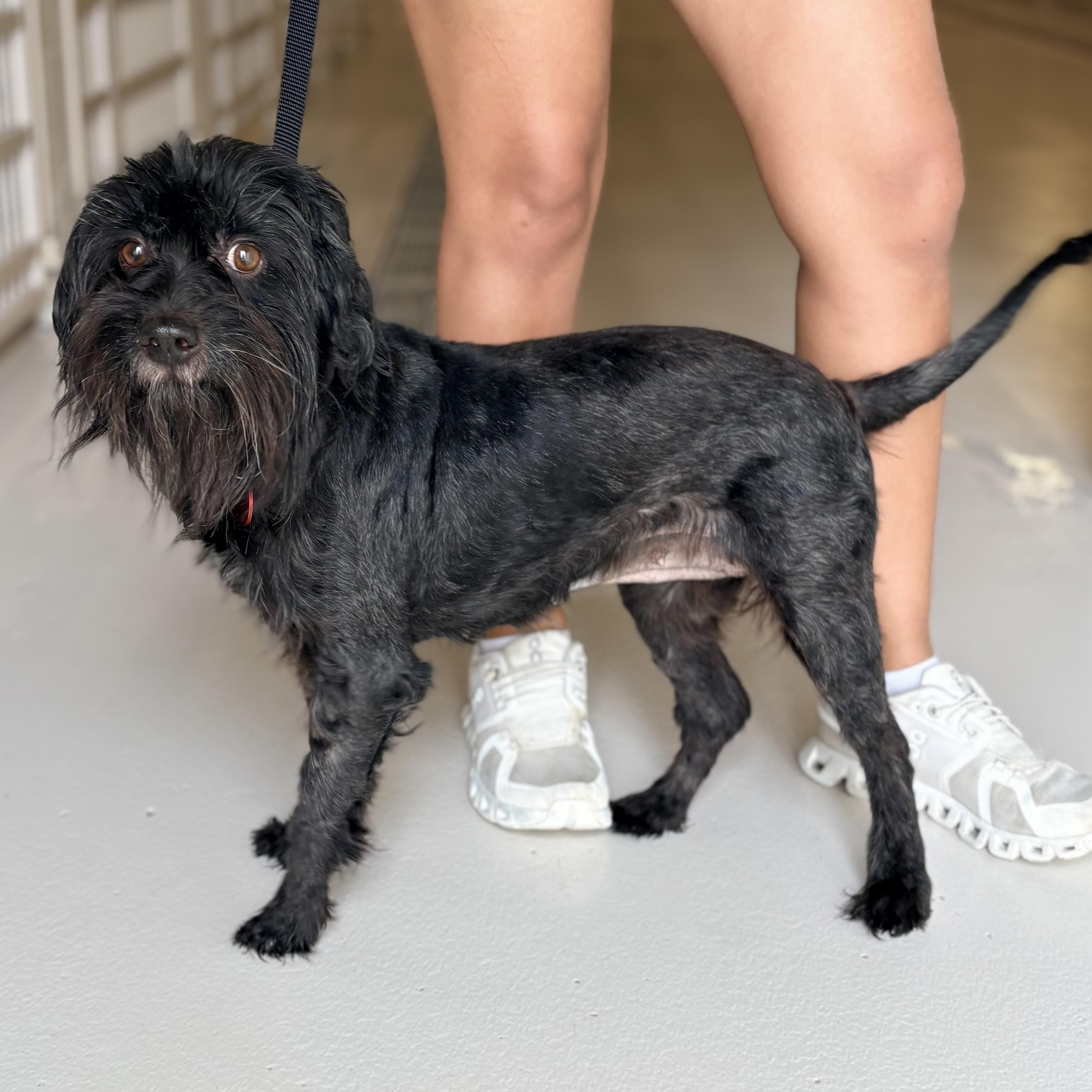 Enlarge Mipsy, a ADOPTABLE Shih poo in Chicago, IL image 1/1