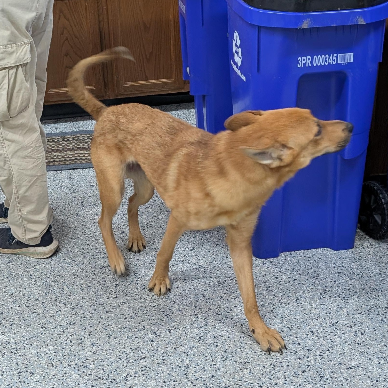 Enlarge 191325 Hazel LOOKING FOR OWNER, a ADOPTABLE mixed breed in Ravenna, OH image 3/6