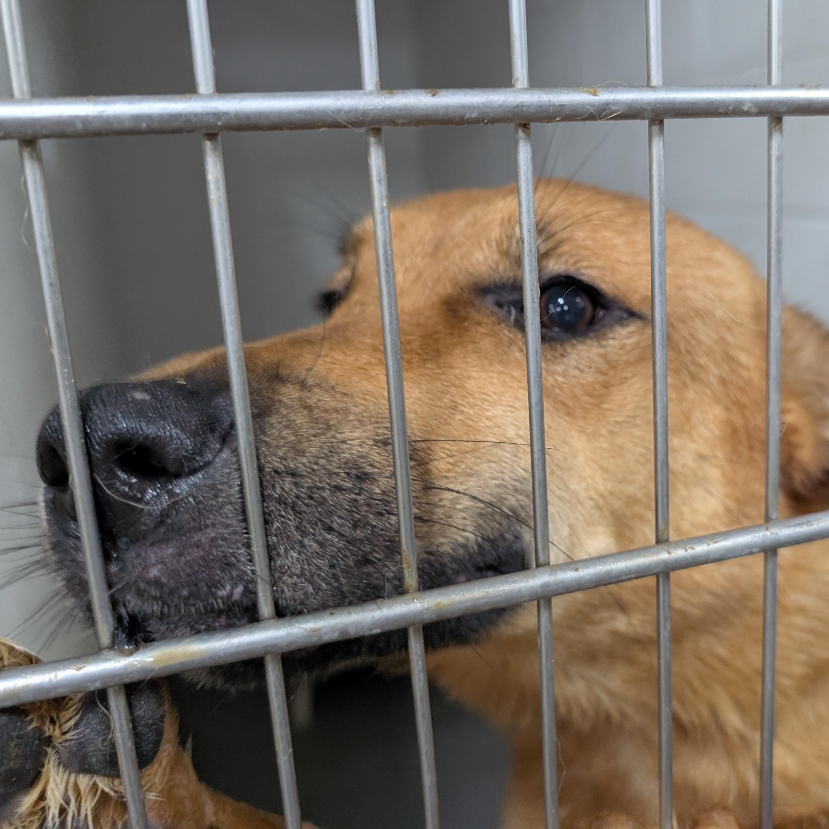 Enlarge 191325 LOOKING FOR OWNER, a ADOPTABLE mixed breed in Ravenna, OH image 1/1