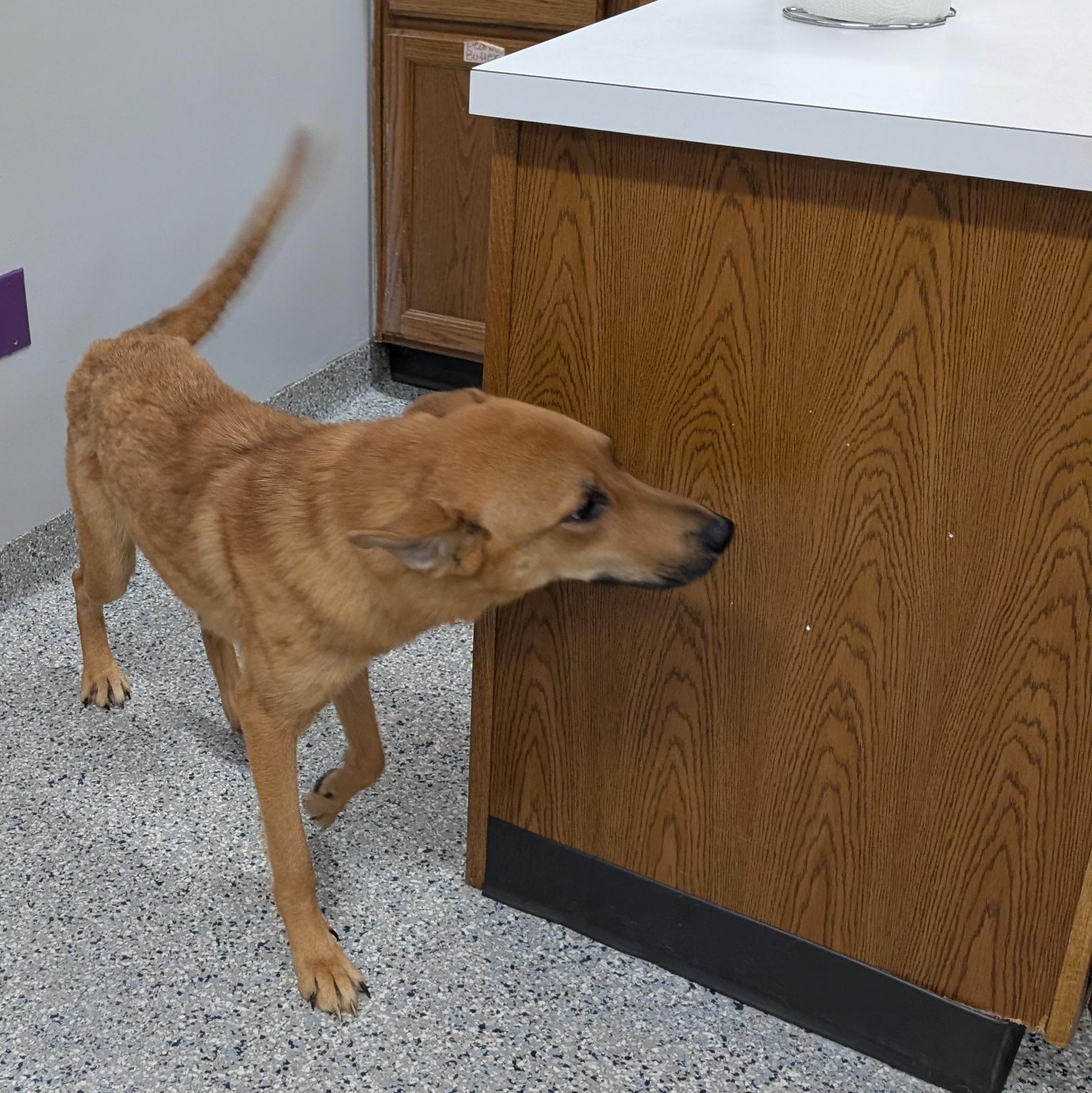 Enlarge 191325 Hazel LOOKING FOR OWNER, a ADOPTABLE mixed breed in Ravenna, OH image 2/6