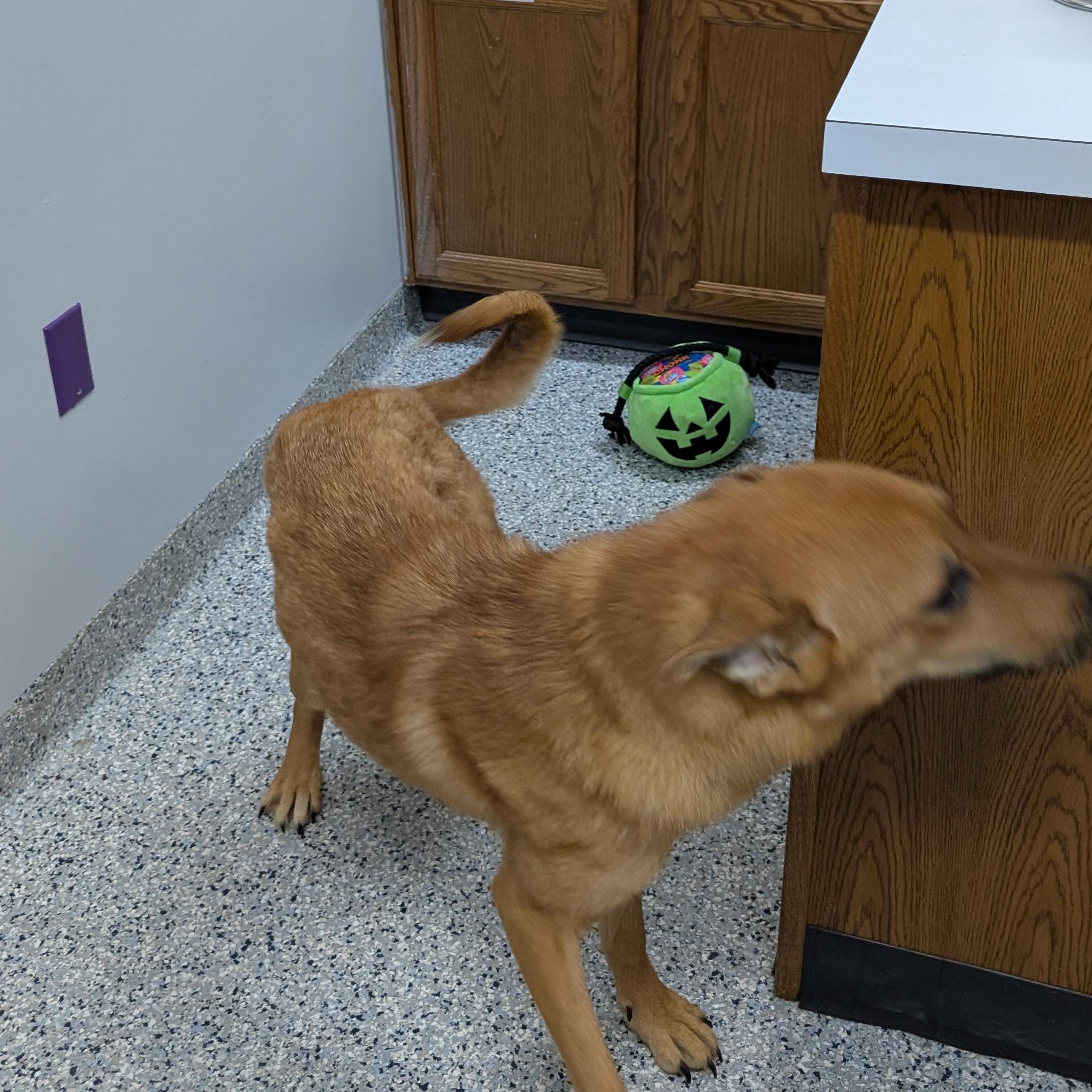 Enlarge 191325 Hazel LOOKING FOR OWNER, a ADOPTABLE mixed breed in Ravenna, OH image 5/6