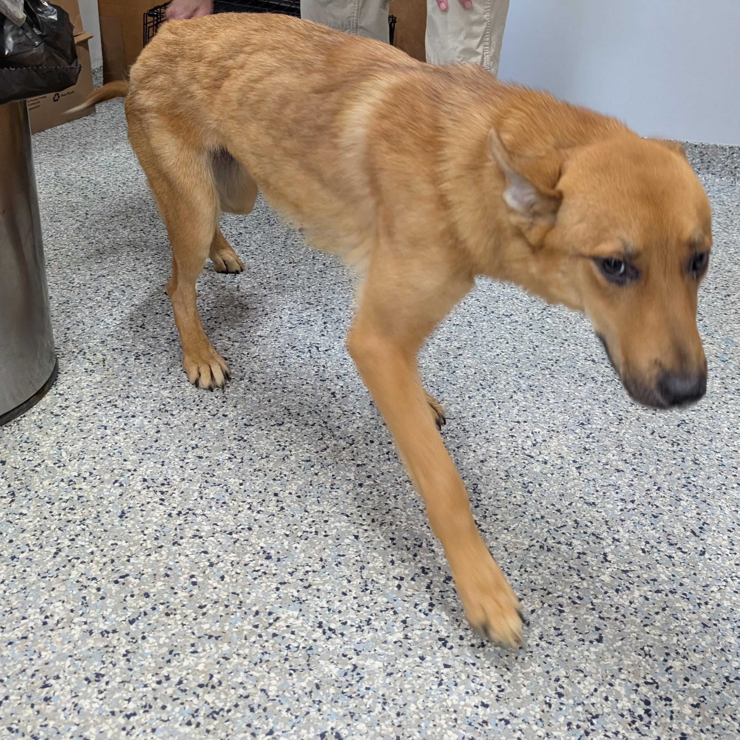 191325 Hazel LOOKING FOR OWNER, ADOPTABLE, Adult Male Shepherd.