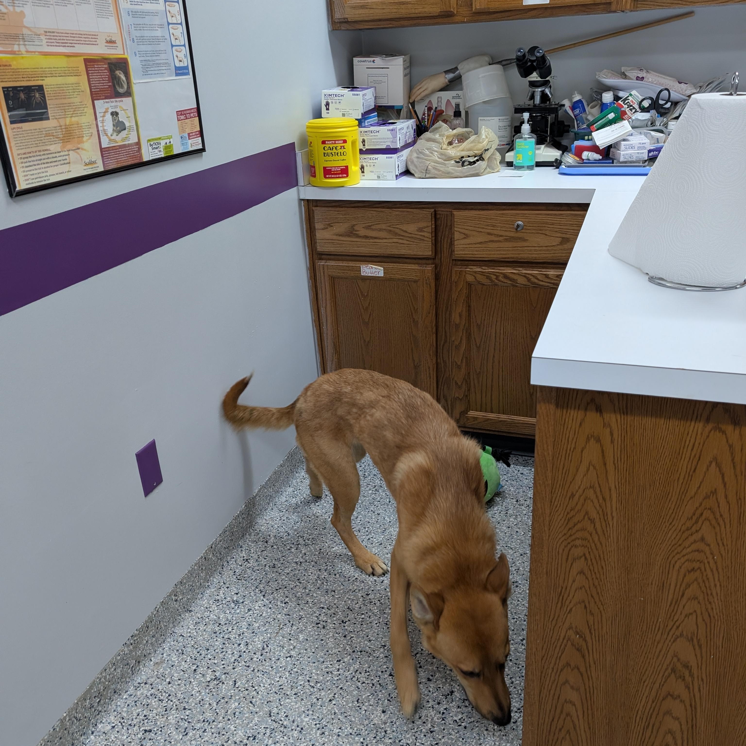 Enlarge 191325 Hazel LOOKING FOR OWNER, a ADOPTABLE mixed breed in Ravenna, OH image 4/6