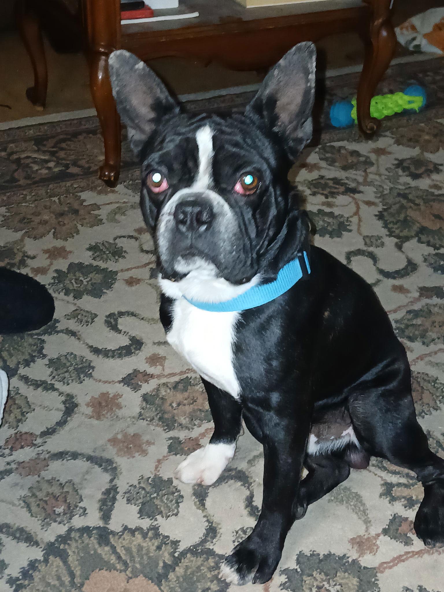 Oliver (Ollie), Adopted, Puppy Male French Bulldog & Boston Terrier.