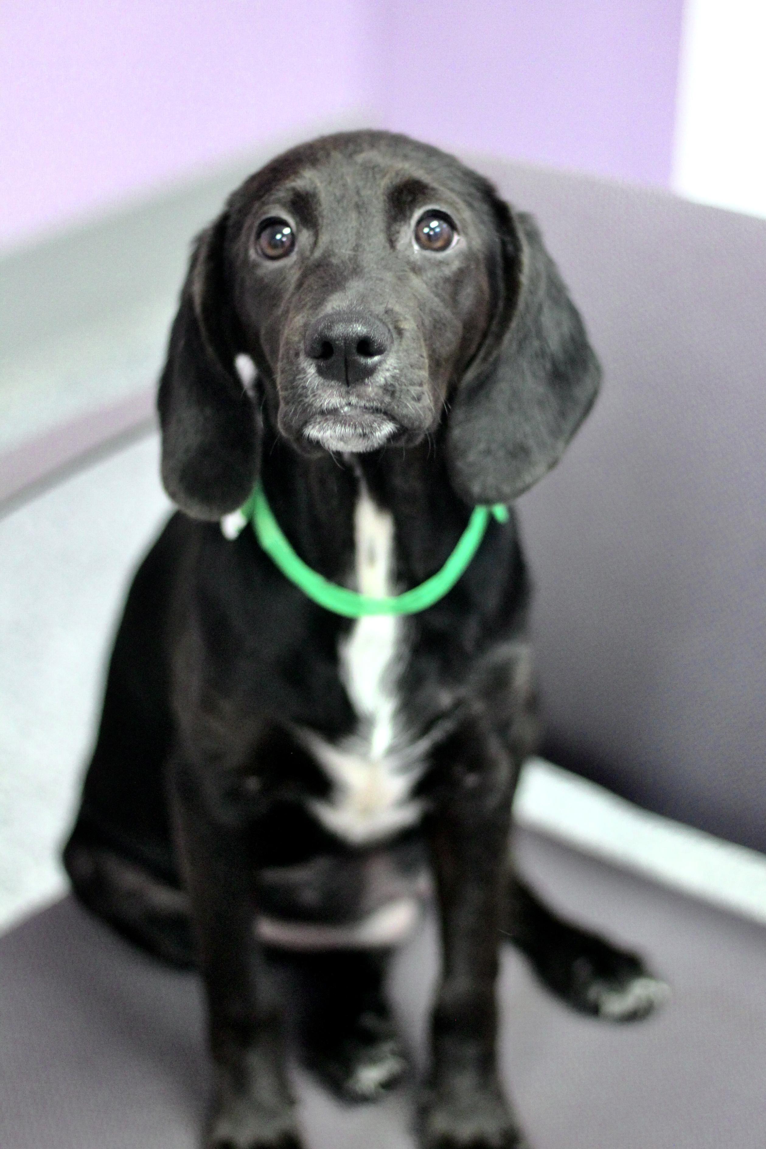 Aurora in NH! Come Meet our Adoptable Dogs Wednesday-Saturday. More info in Bio!