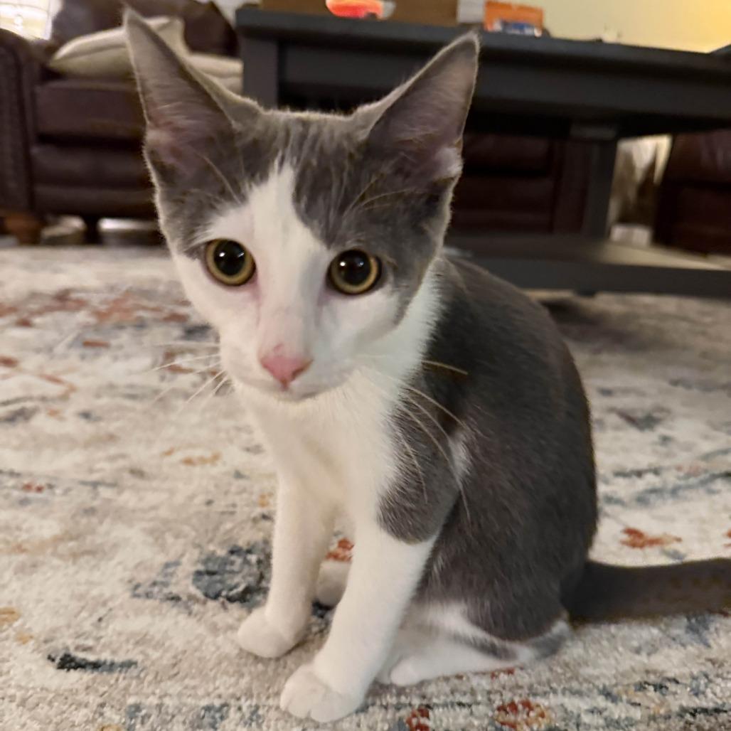 Madman, Adoptable, Kitten Male Domestic Short Hair.