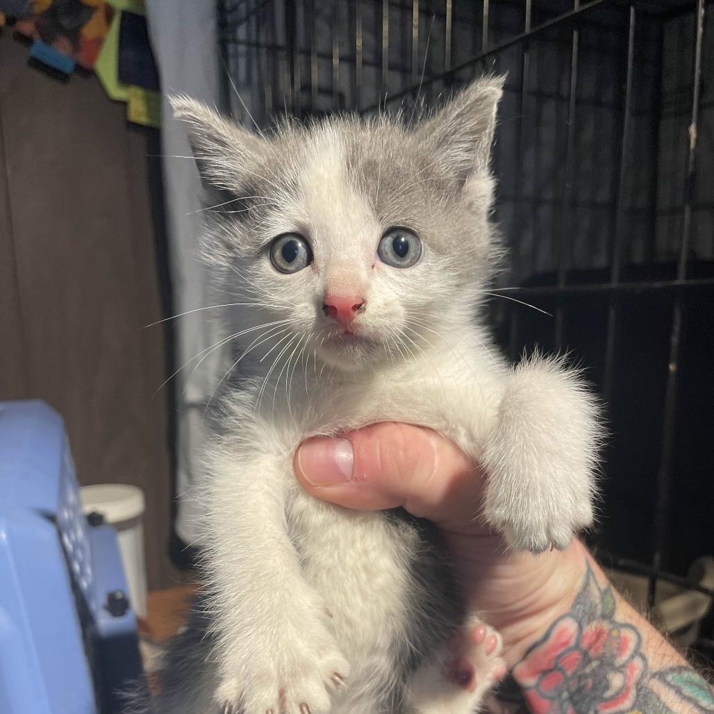 Madman, a Adoptable Domestic Short Hair in PITTSBURGH, PA image 2/2
