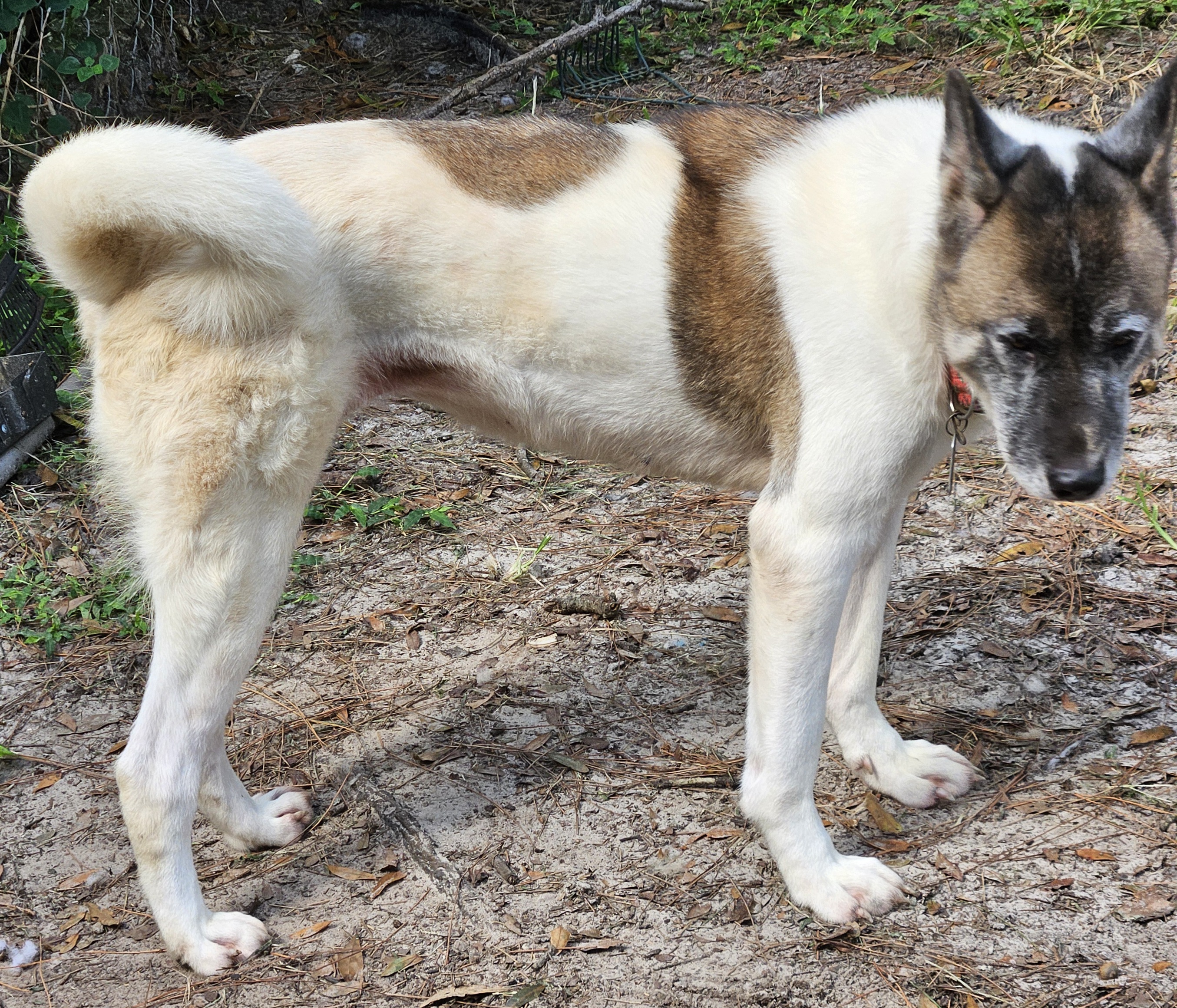 Enlarge Naomi, a Adoptable Akita in Jacksonville, FL image 1/5