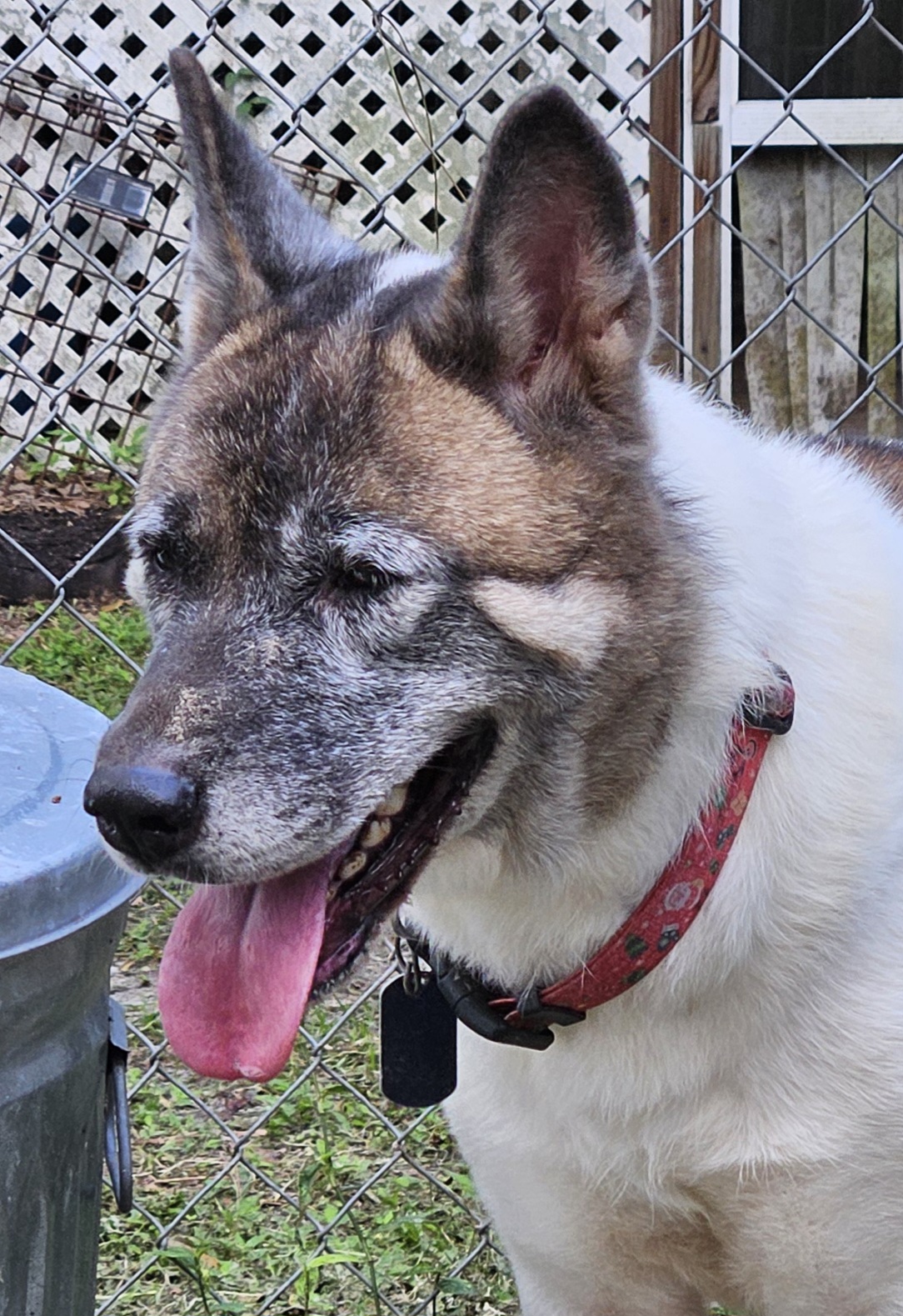 Enlarge Naomi, a Adoptable Akita in Jacksonville, FL image 2/5