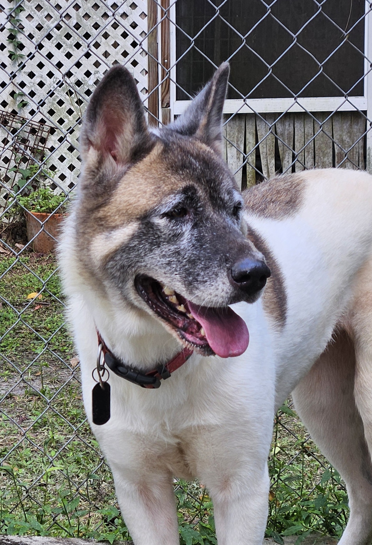 Enlarge Naomi, a Adoptable Akita in Jacksonville, FL image 3/5