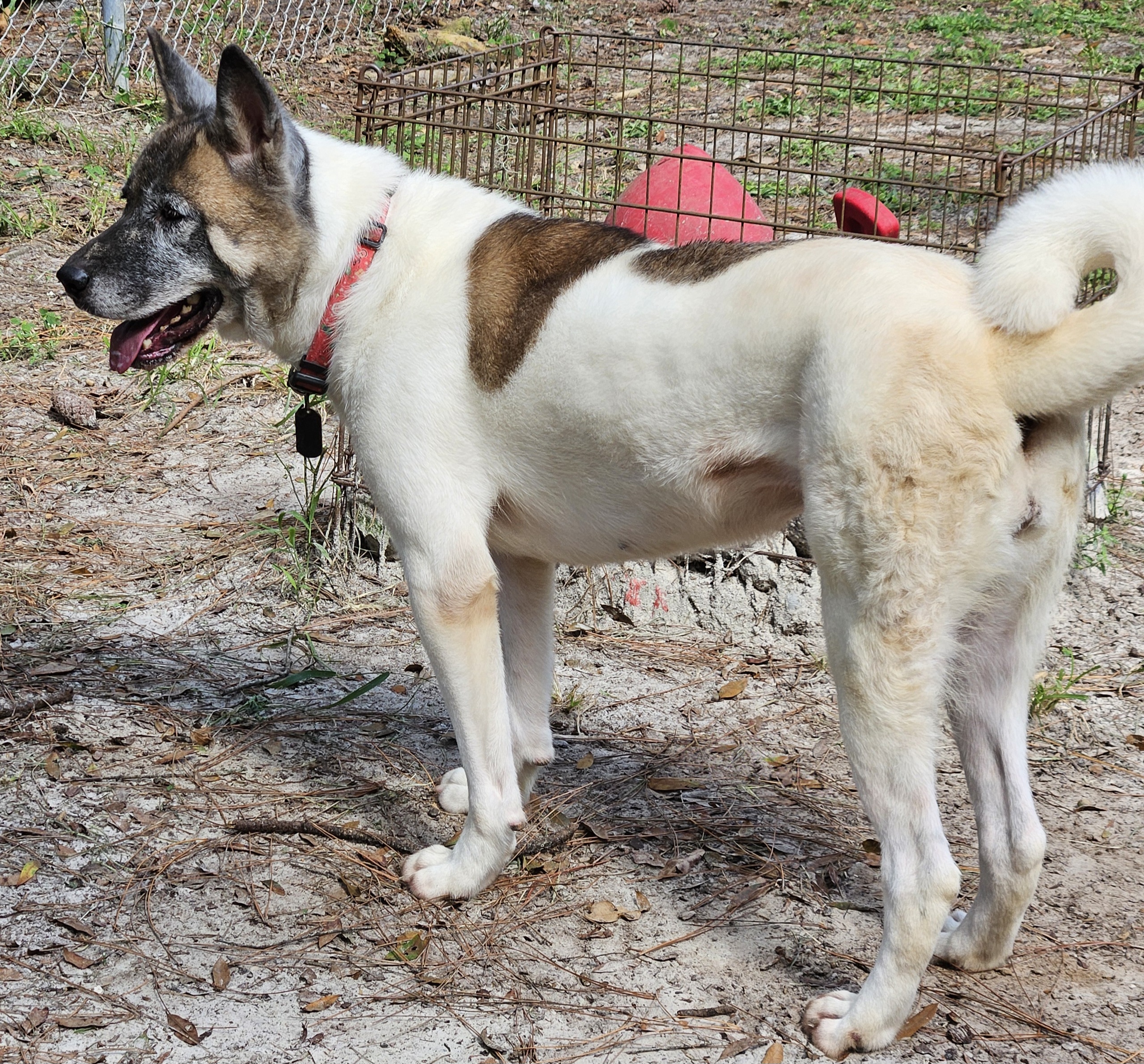 Enlarge Naomi, a Adoptable Akita in Jacksonville, FL image 4/5