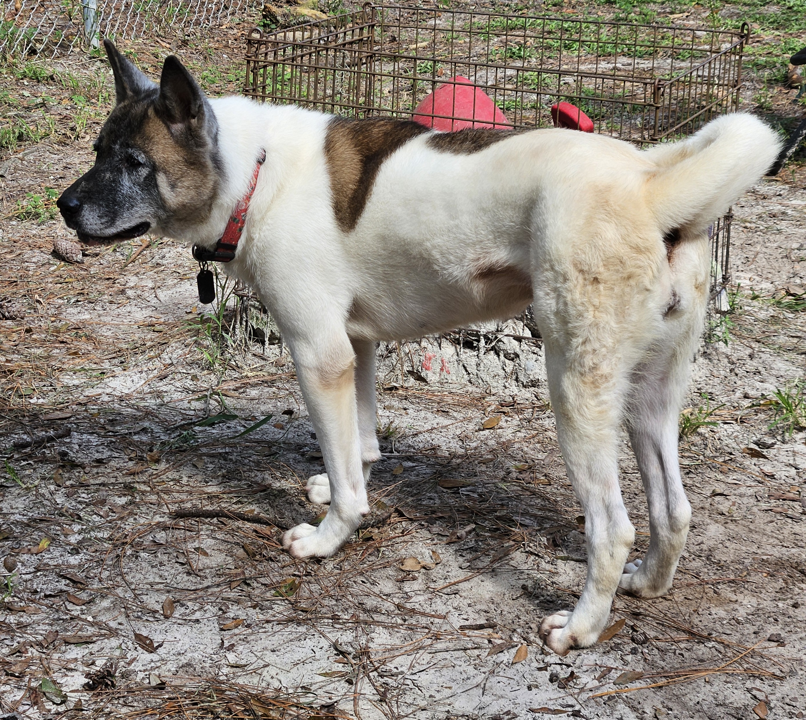Enlarge Naomi, a Adoptable Akita in Jacksonville, FL image 5/5