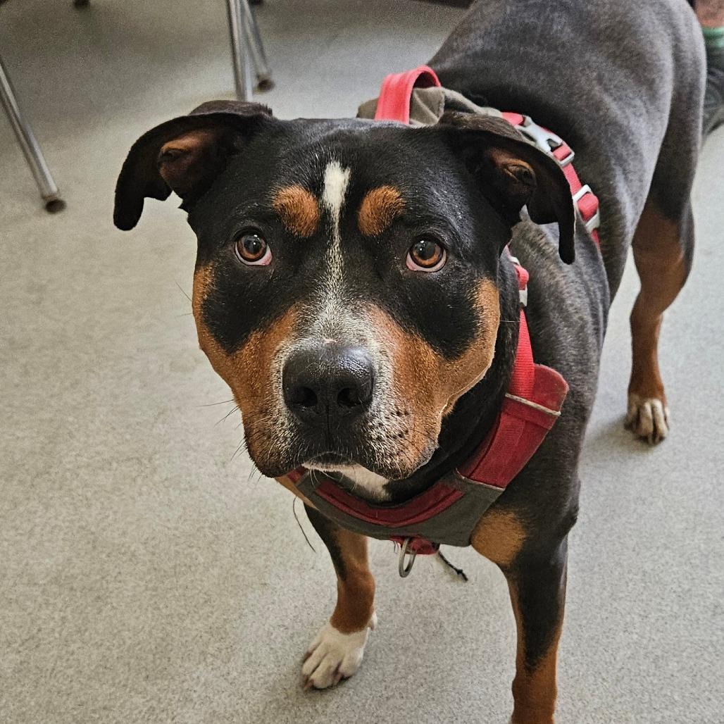 Lucy, Adoptable, Adult Female Terrier.
