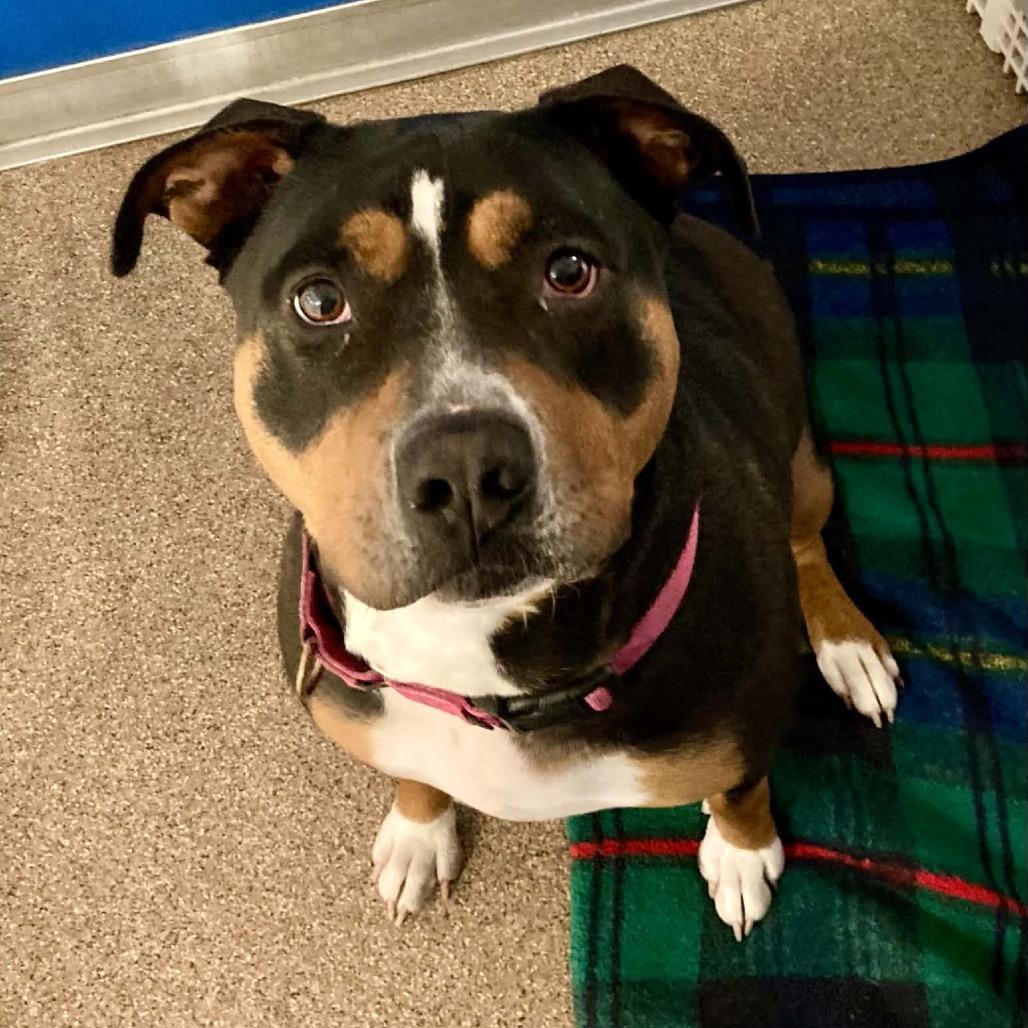 Enlarge Lucy, a Adoptable Terrier in Ballston Spa, NY image 2/2