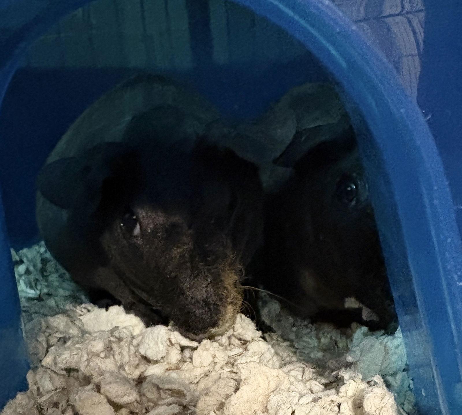 Inez, a Adoptable Guinea Pig in Lexington, SC image 1/3