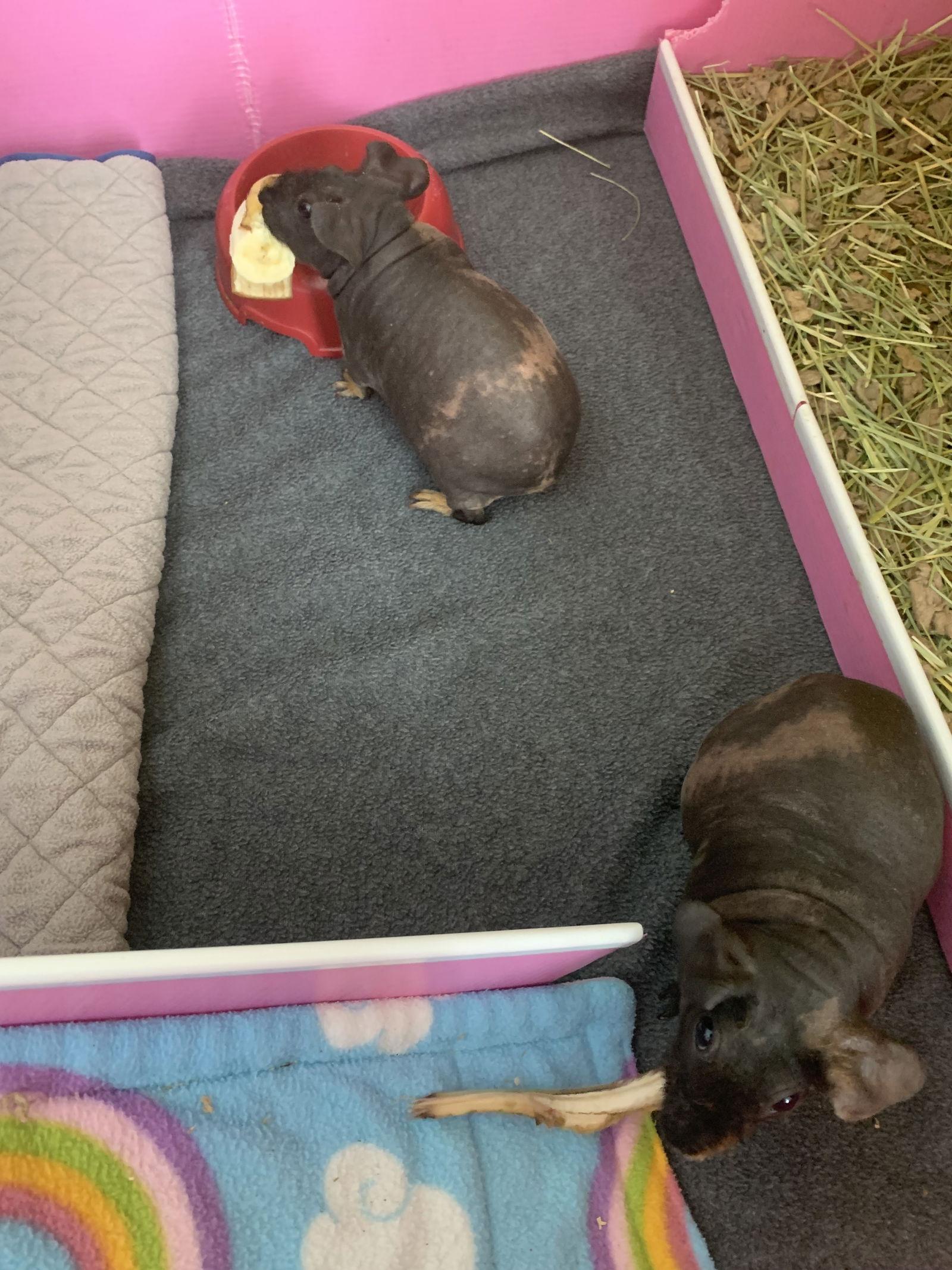 Inez, a Adoptable Guinea Pig in Lexington, SC image 2/3