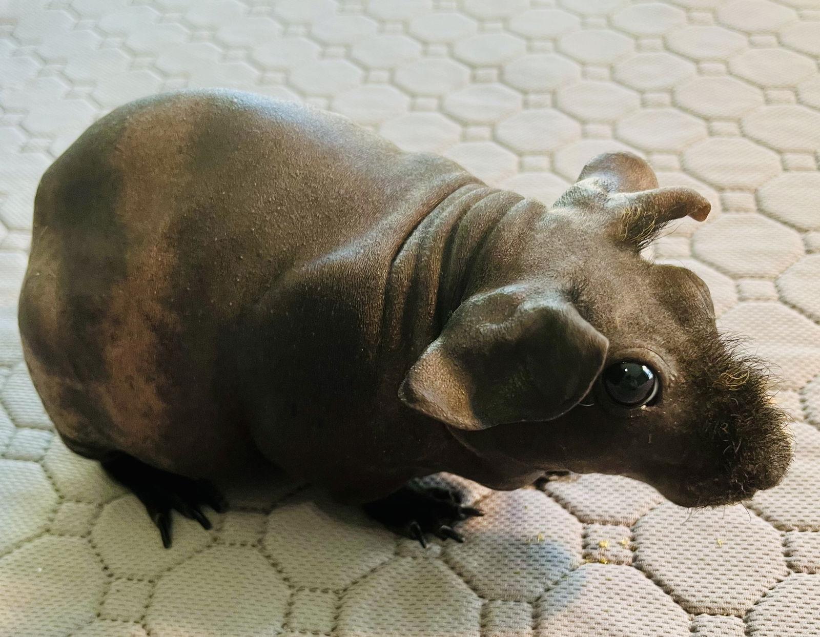 Enlarge Inez, a Adoptable Guinea Pig in Lexington, SC image 2/3