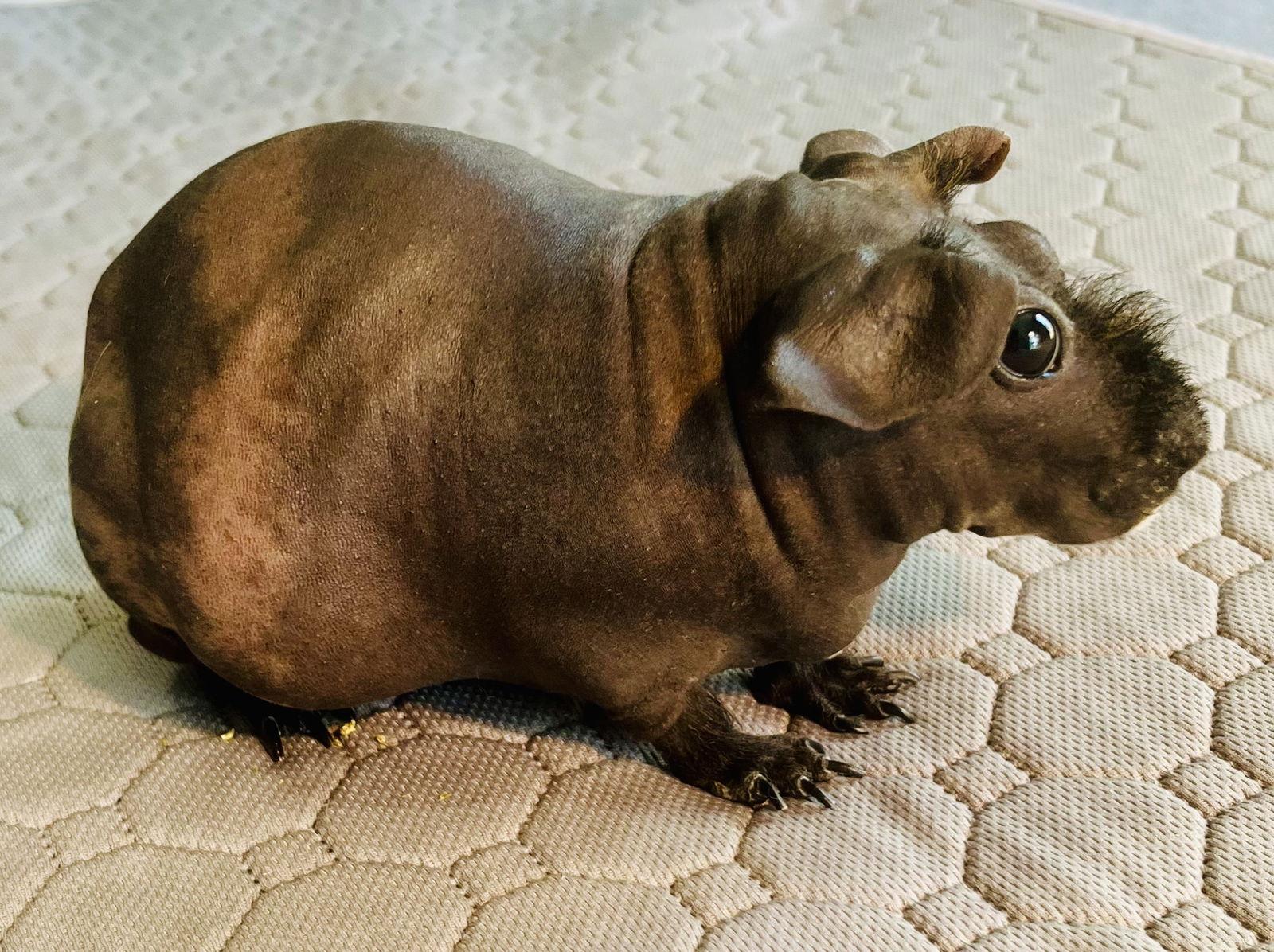 Enlarge Inez, a Adoptable Guinea Pig in Lexington, SC image 3/3
