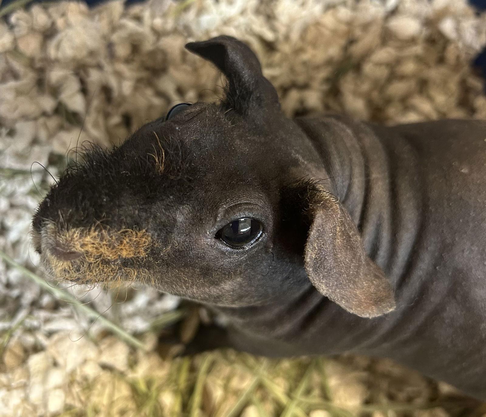 Inez, a Adoptable Guinea Pig in Lexington, SC image 3/3