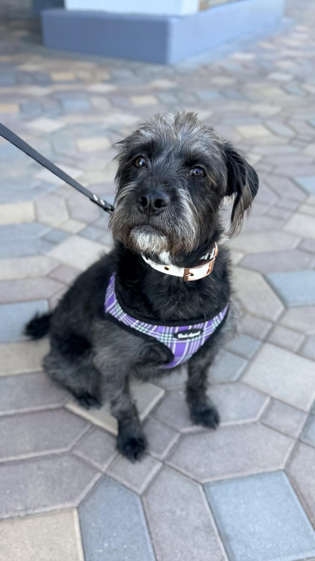 Enlarge Jill, a ADOPTABLE mixed breed in Las Vegas, NV image 1/3