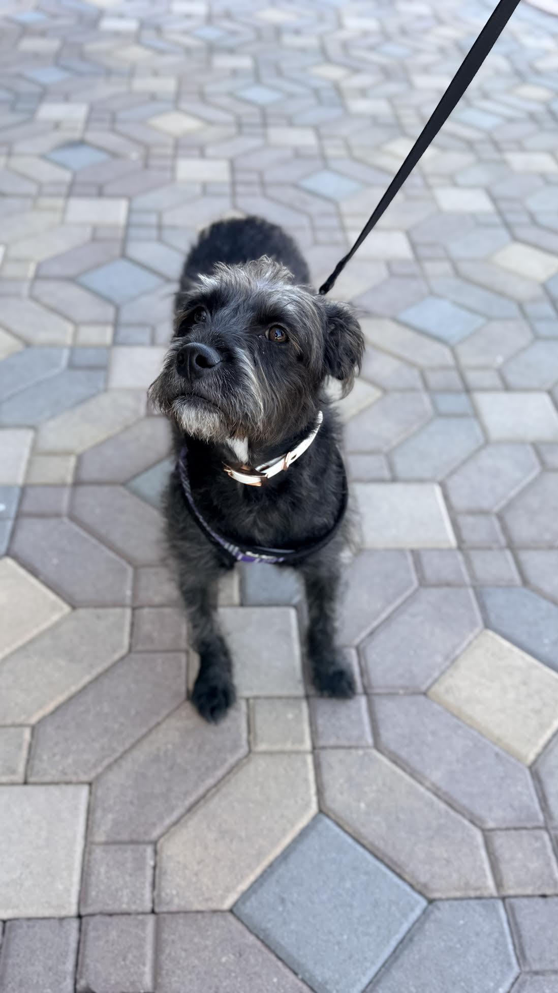 Enlarge Jill, a ADOPTABLE mixed breed in Las Vegas, NV image 3/3