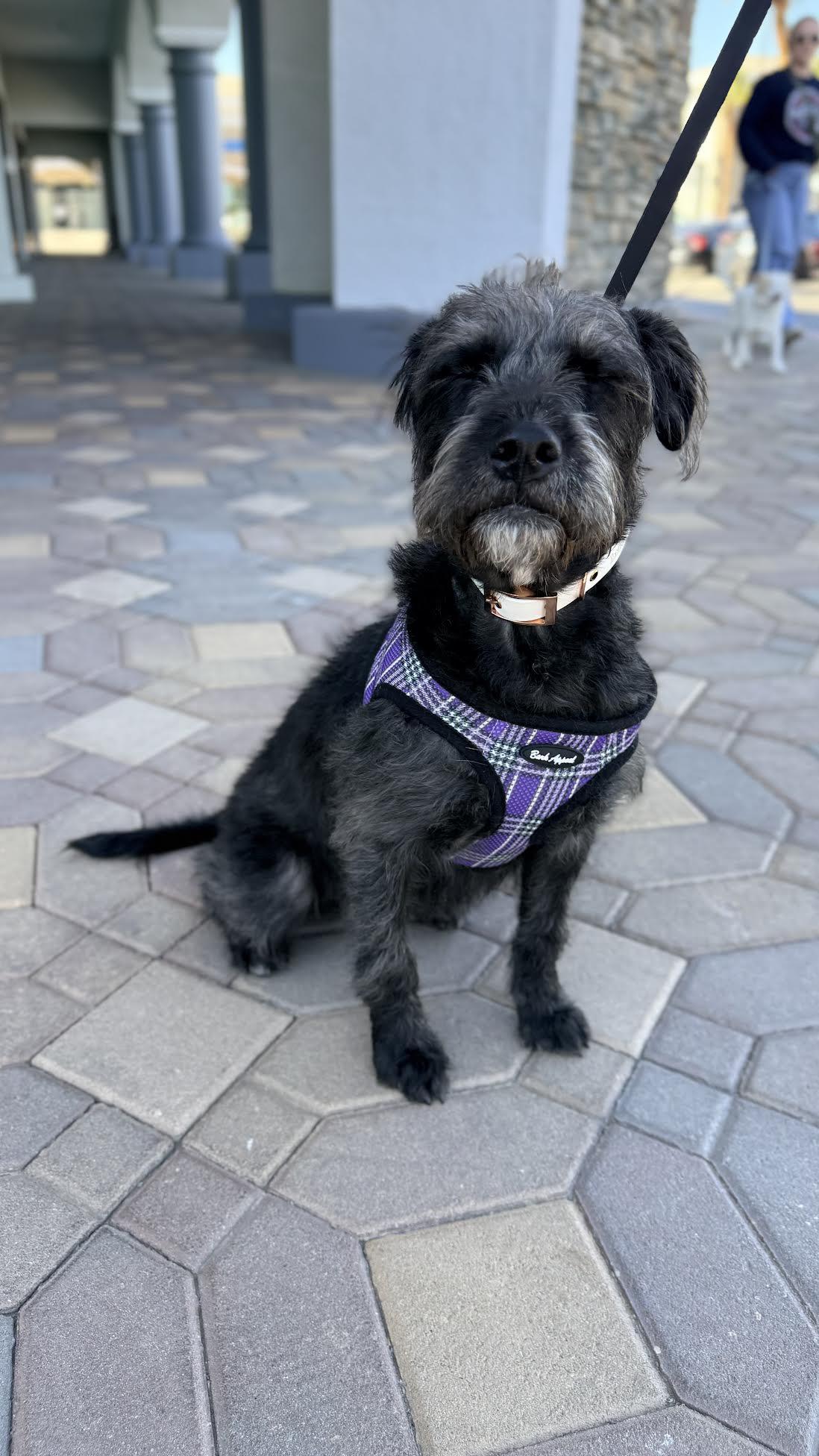 Enlarge Jill, a ADOPTABLE mixed breed in Las Vegas, NV image 2/3