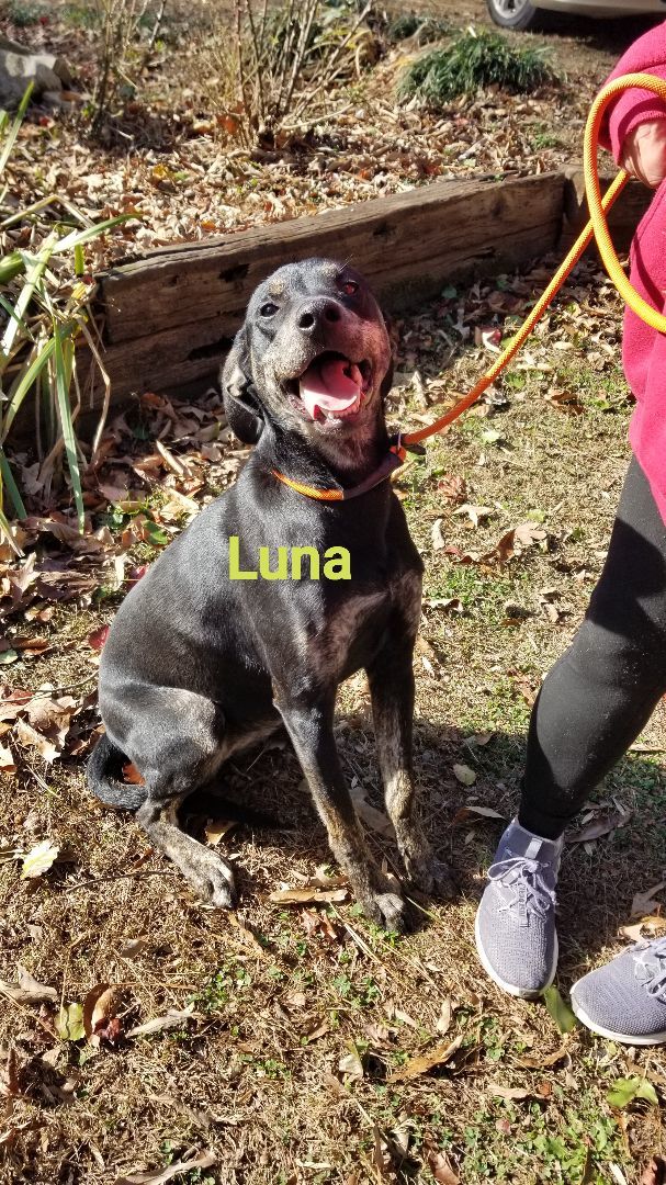 Luna, a Adoptable mixed breed in Jasper, GA image 1/2