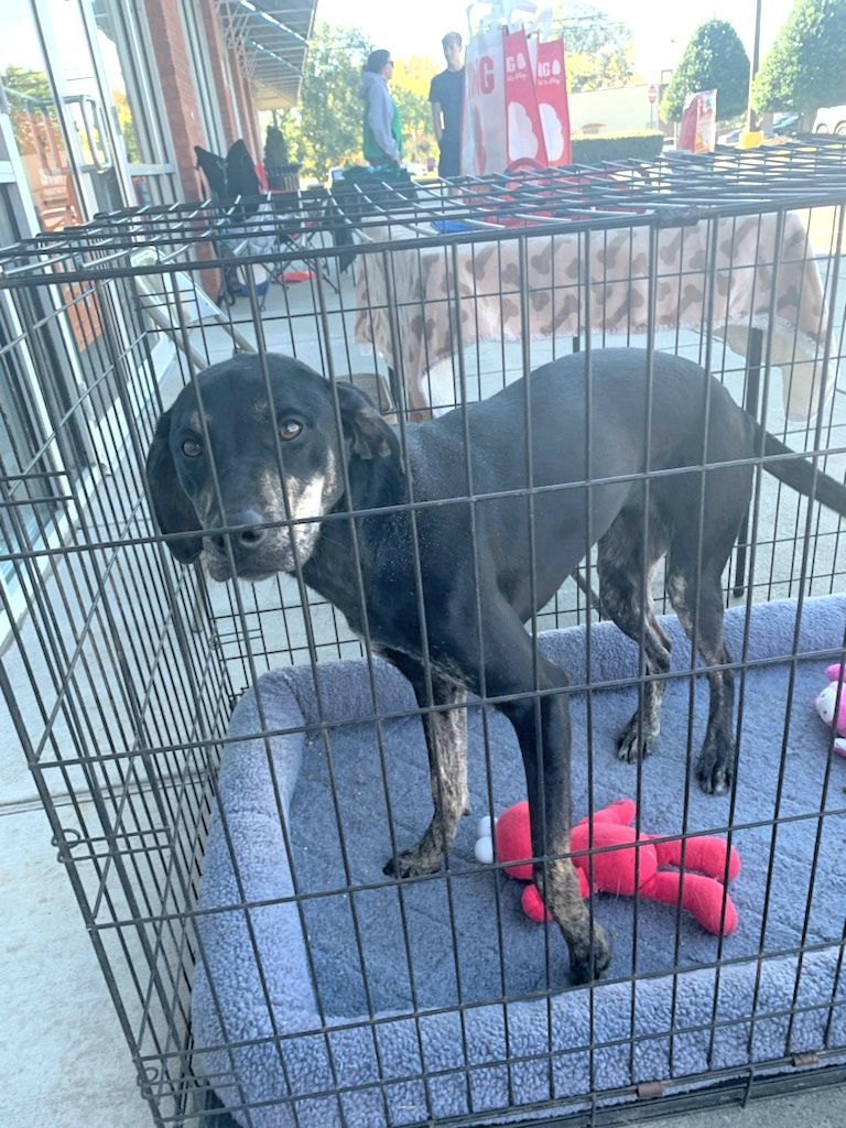 Luna, a Adoptable mixed breed in Jasper, GA image 2/2