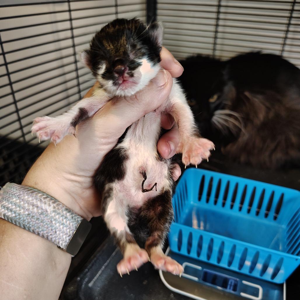 James, Adoptable, Kitten Male Domestic Short Hair.