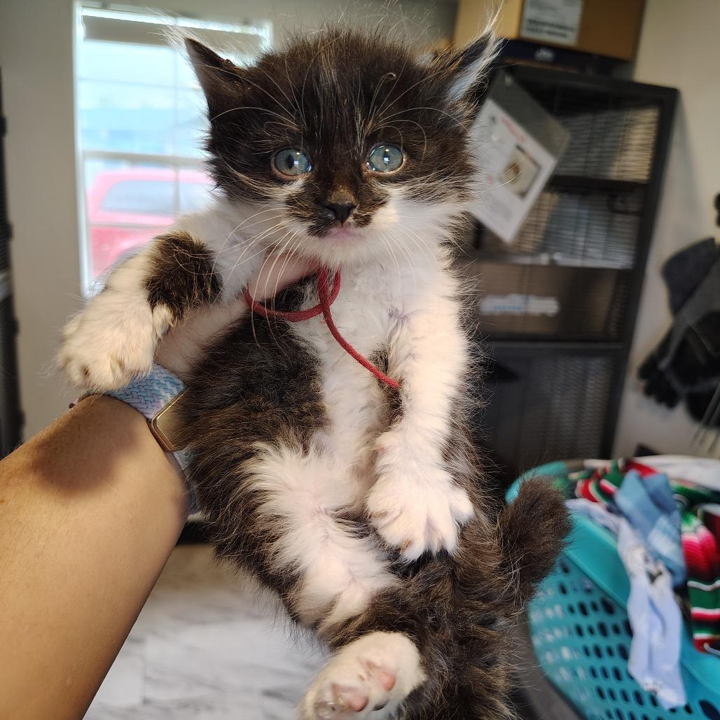 Enlarge James, a Adoptable Domestic Short Hair in Osawatomie, KS image 2/2