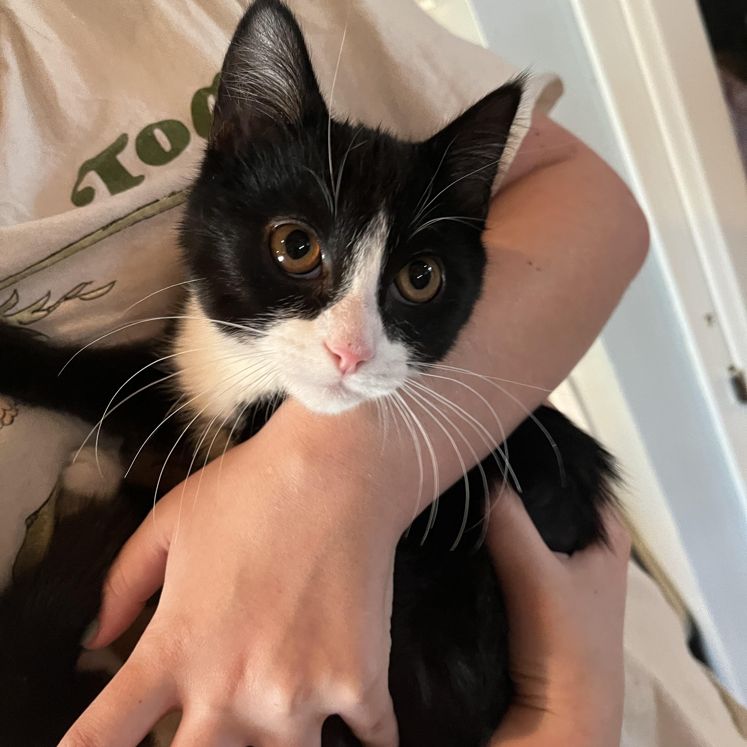 Enlarge Petunia, an adopted Domestic Short Hair in Salisbury, MA image 1/4