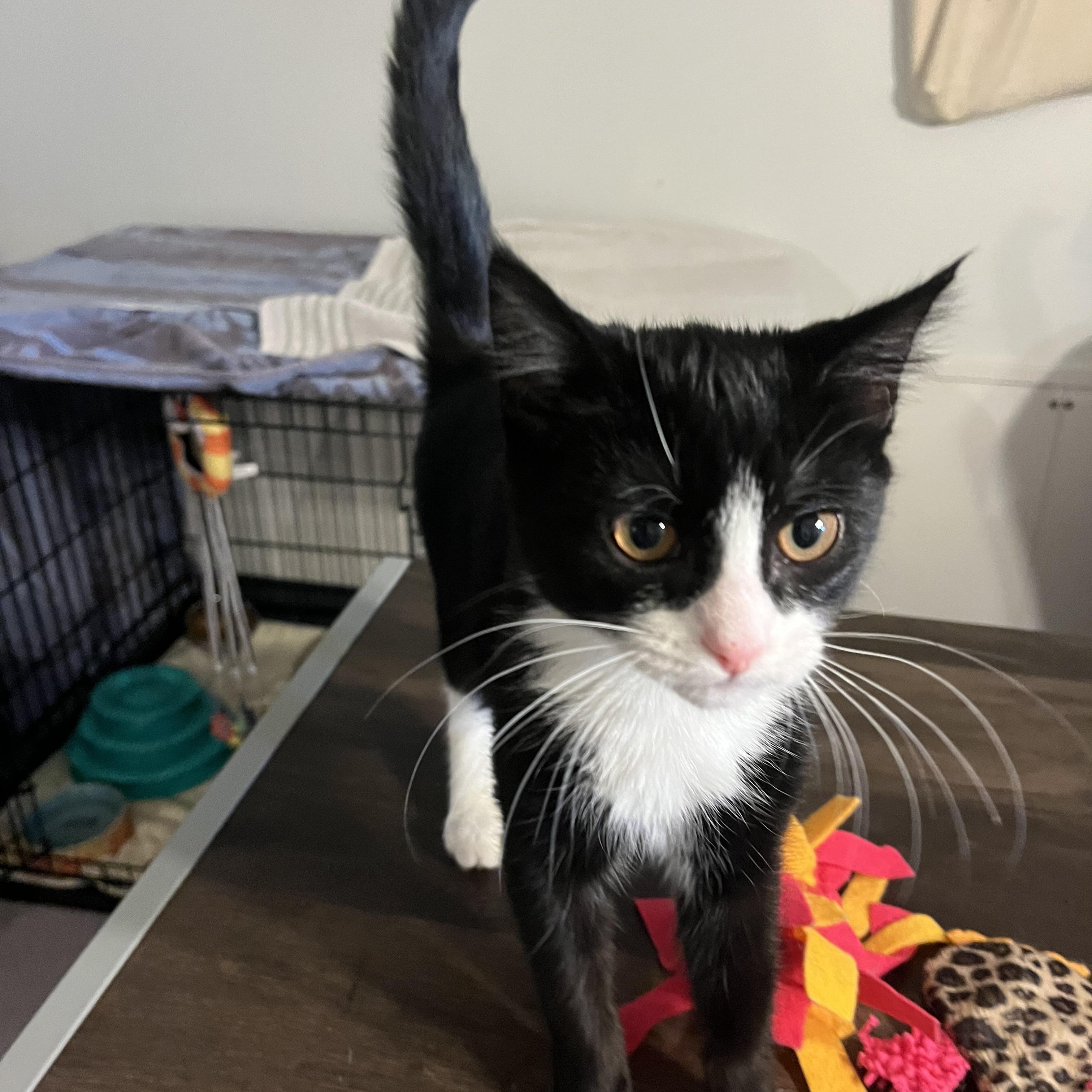 Enlarge Petunia, an adopted Domestic Short Hair in Salisbury, MA image 2/4