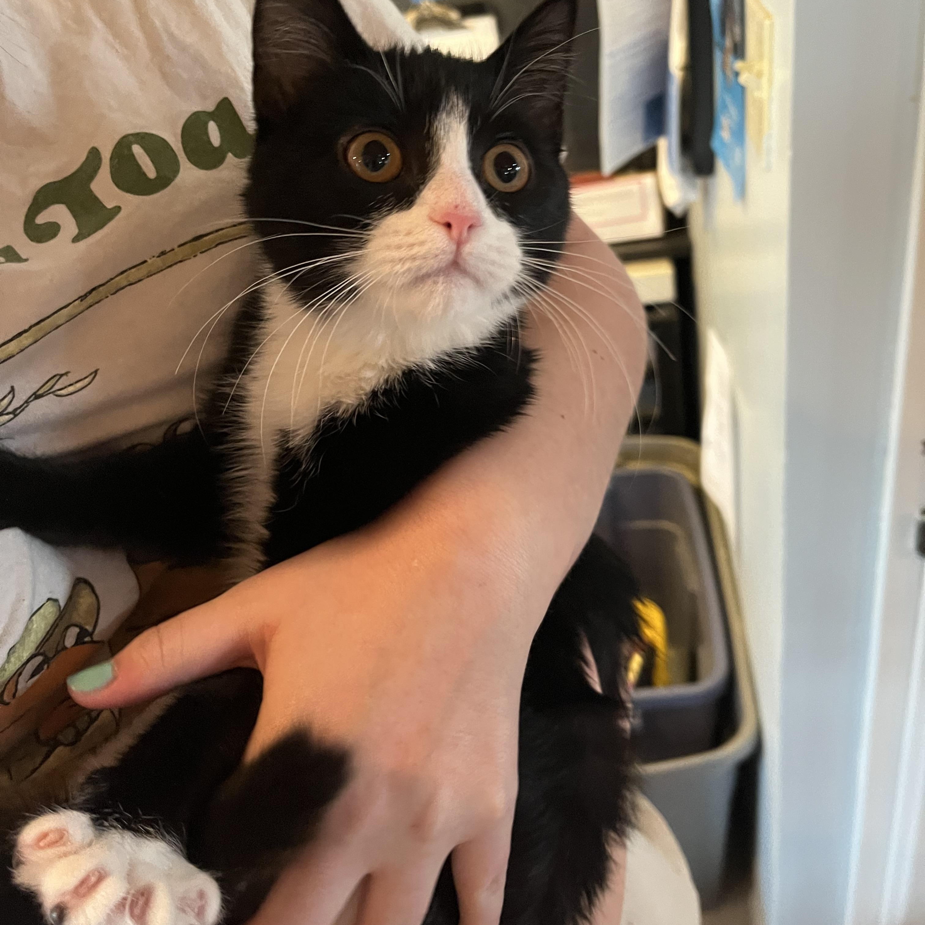 Enlarge Petunia, an adopted Domestic Short Hair in Salisbury, MA image 4/4