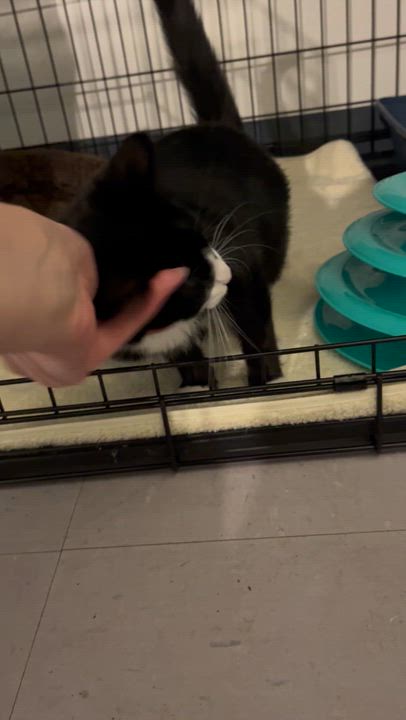 Enlarge Petunia, an adopted Domestic Short Hair in Salisbury, MA video 3/4