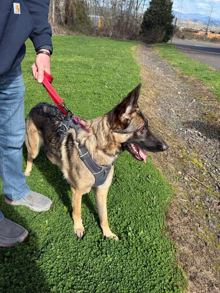 Enlarge Kira, an adoptable German Shepherd Dog in Orlando, FL image 3/6