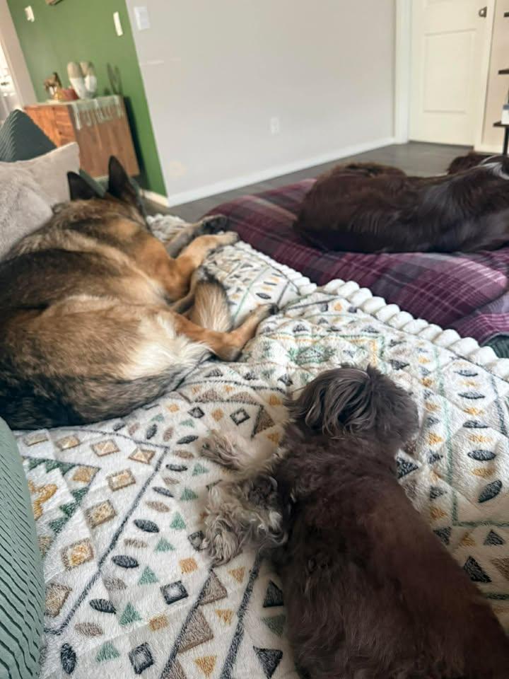 Enlarge Kira, an adoptable German Shepherd Dog in Orlando, FL image 4/6