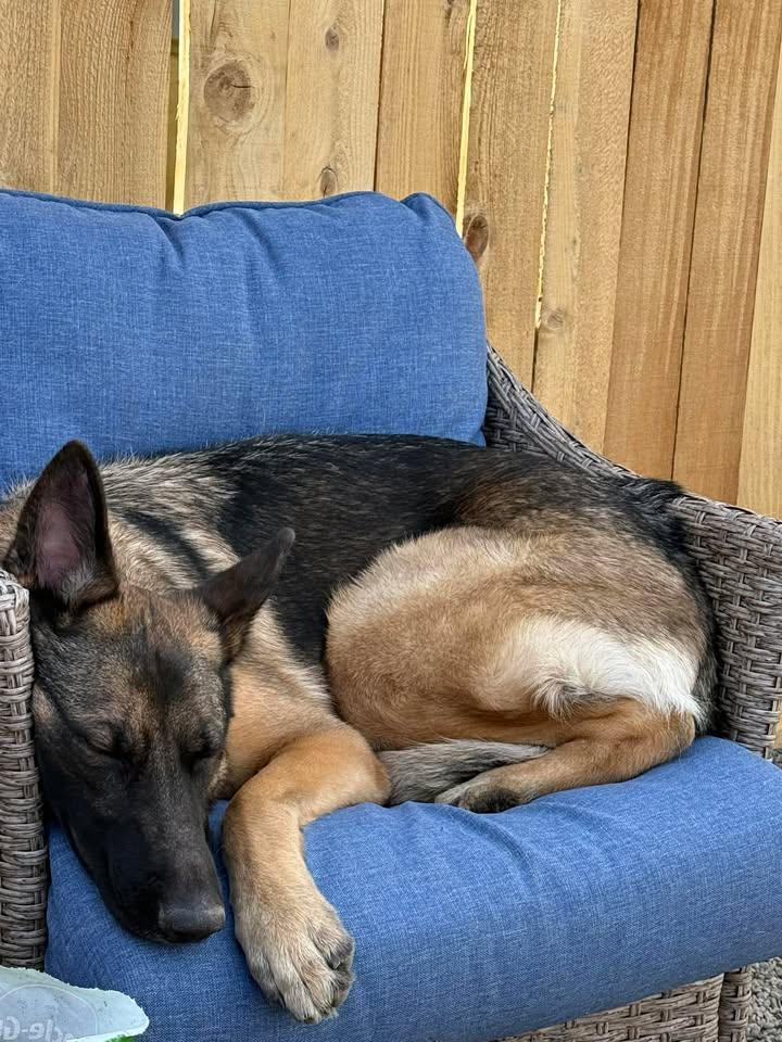 Enlarge Kira, an adoptable German Shepherd Dog in Orlando, FL image 2/6