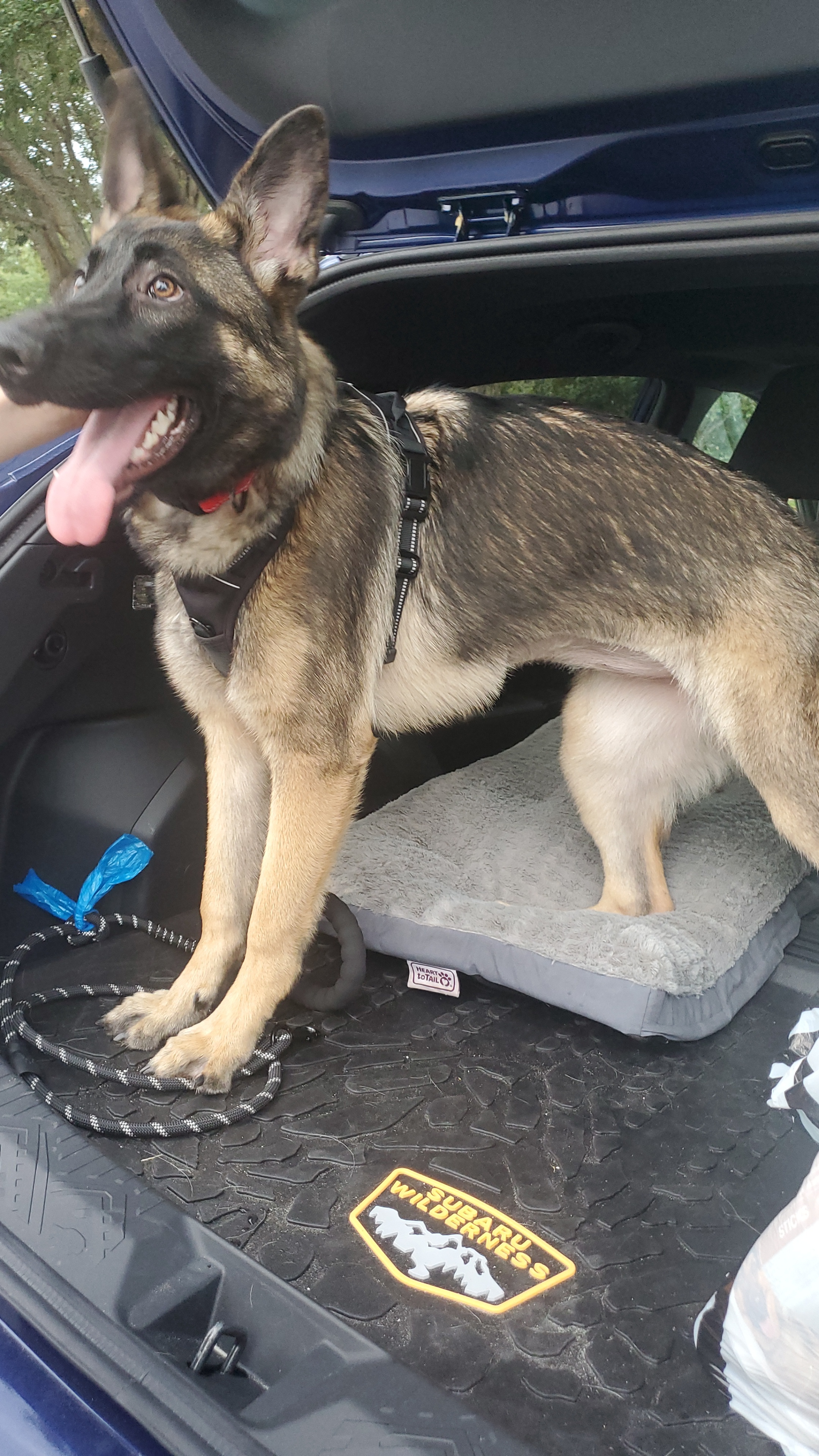 Enlarge Kira, an adoptable German Shepherd Dog in Orlando, FL image 5/6