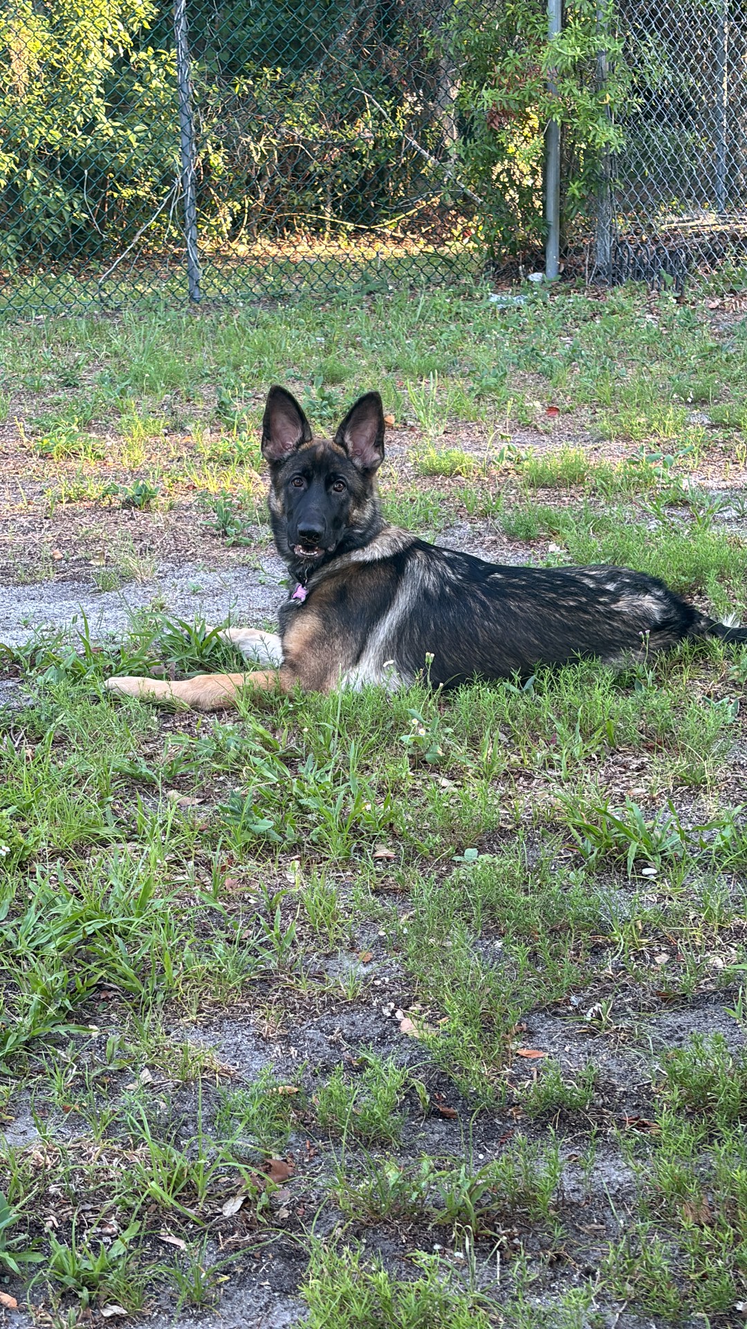 Enlarge Kira, an adoptable German Shepherd Dog in Orlando, FL image 6/6